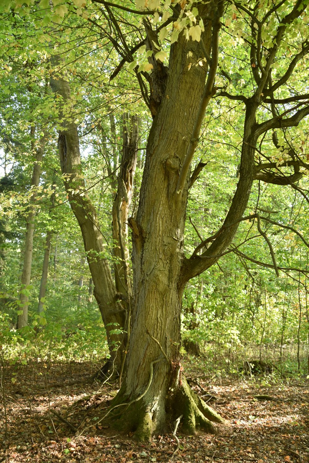 Acer rubrum