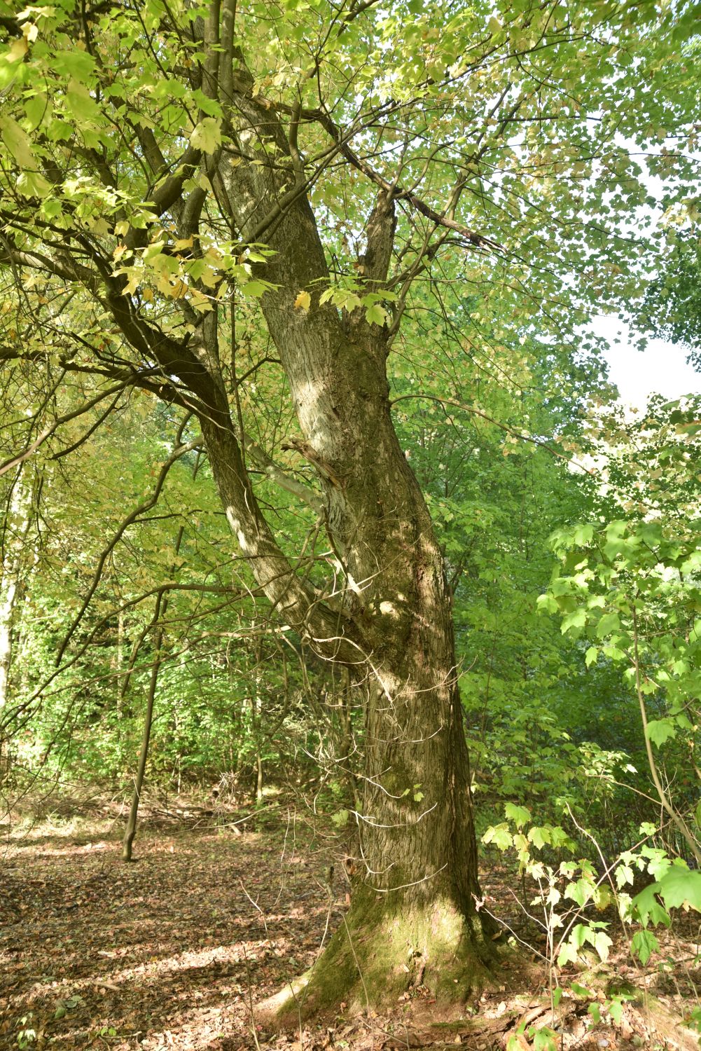 Acer rubrum - Qualzow, Arboretum Erbsland - September 2019
