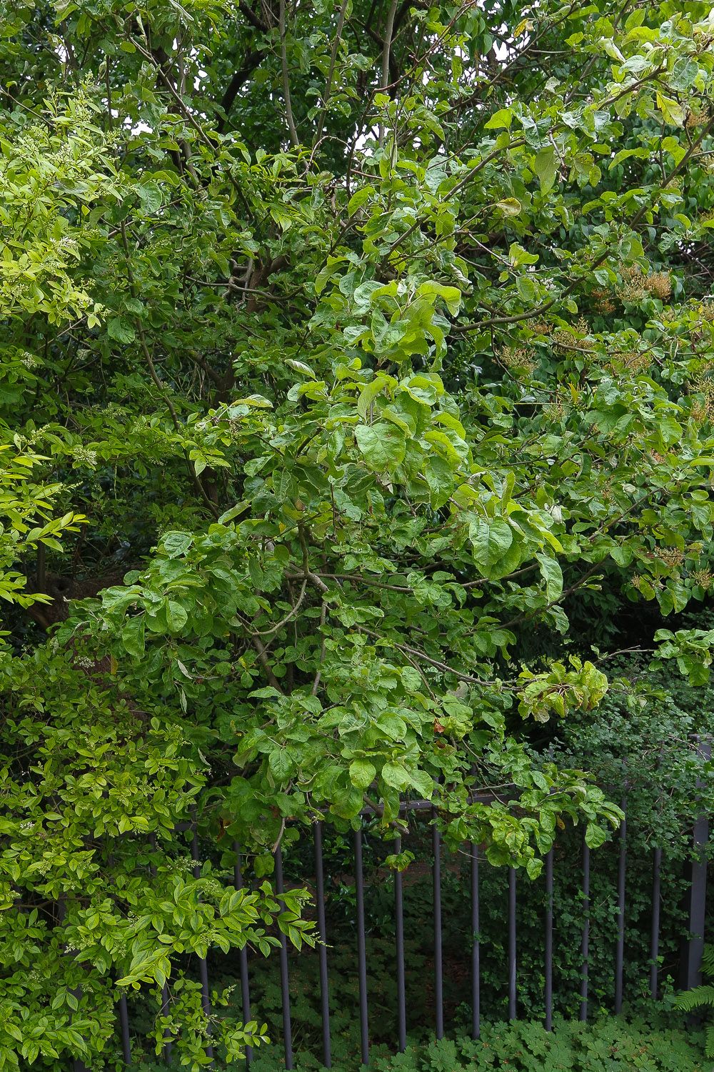 Malus coronaria - Potsdam - 2020