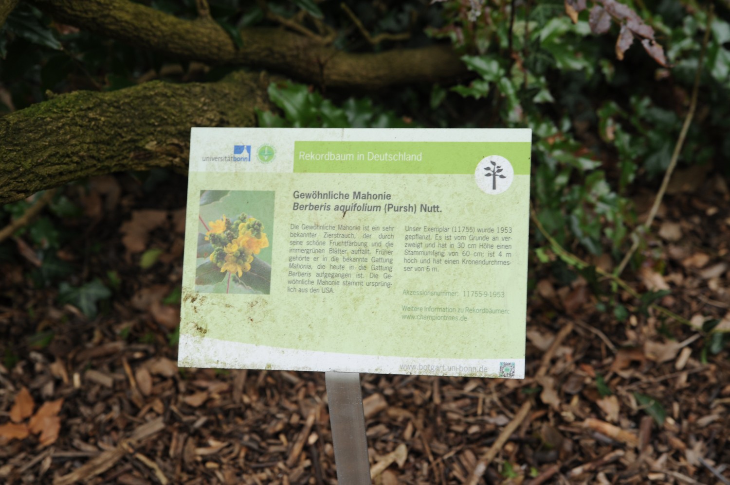 Mahonia aquifolium - Bonn - 2015