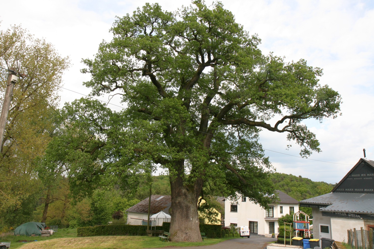 Quercus robur - Kaffroth - 2020