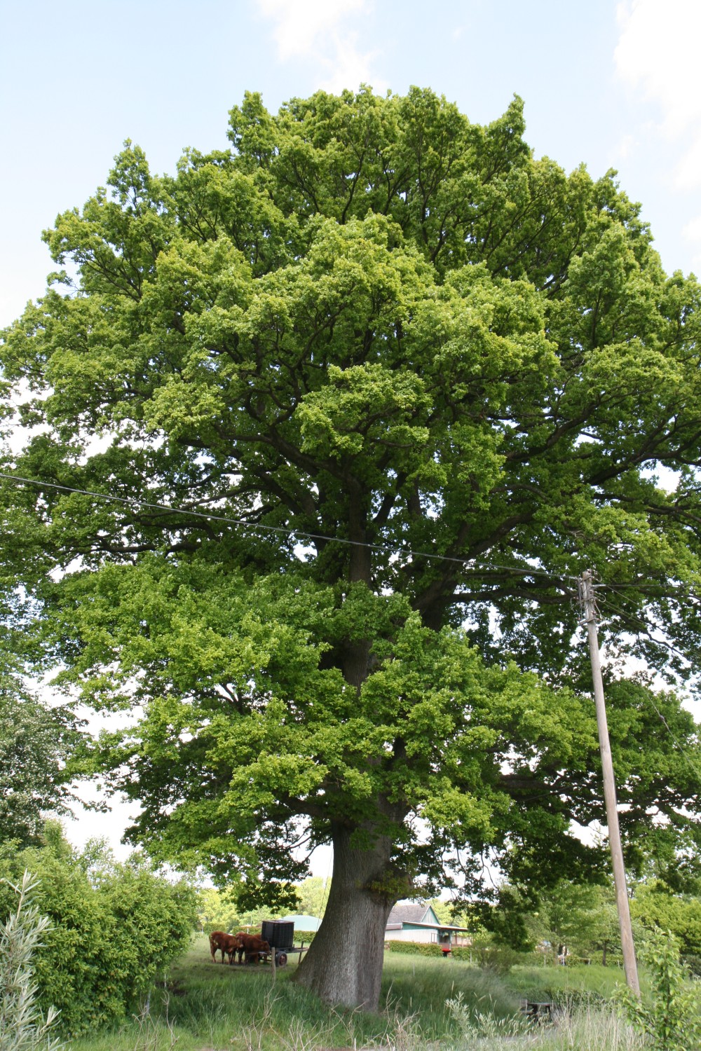 Quercus robur - Kraam - 2020