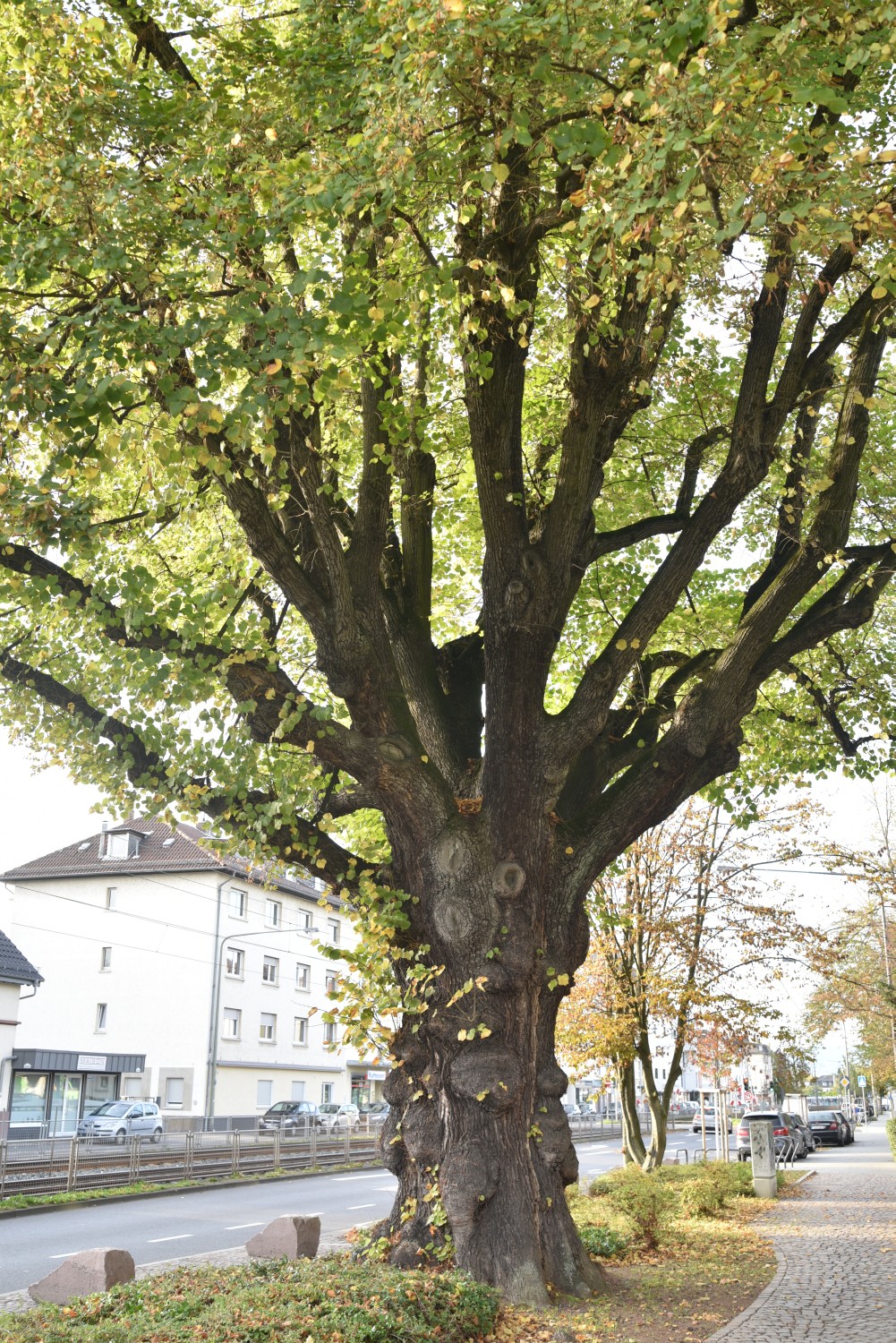 Eschersheimer Linde - Frankfurt - 2019