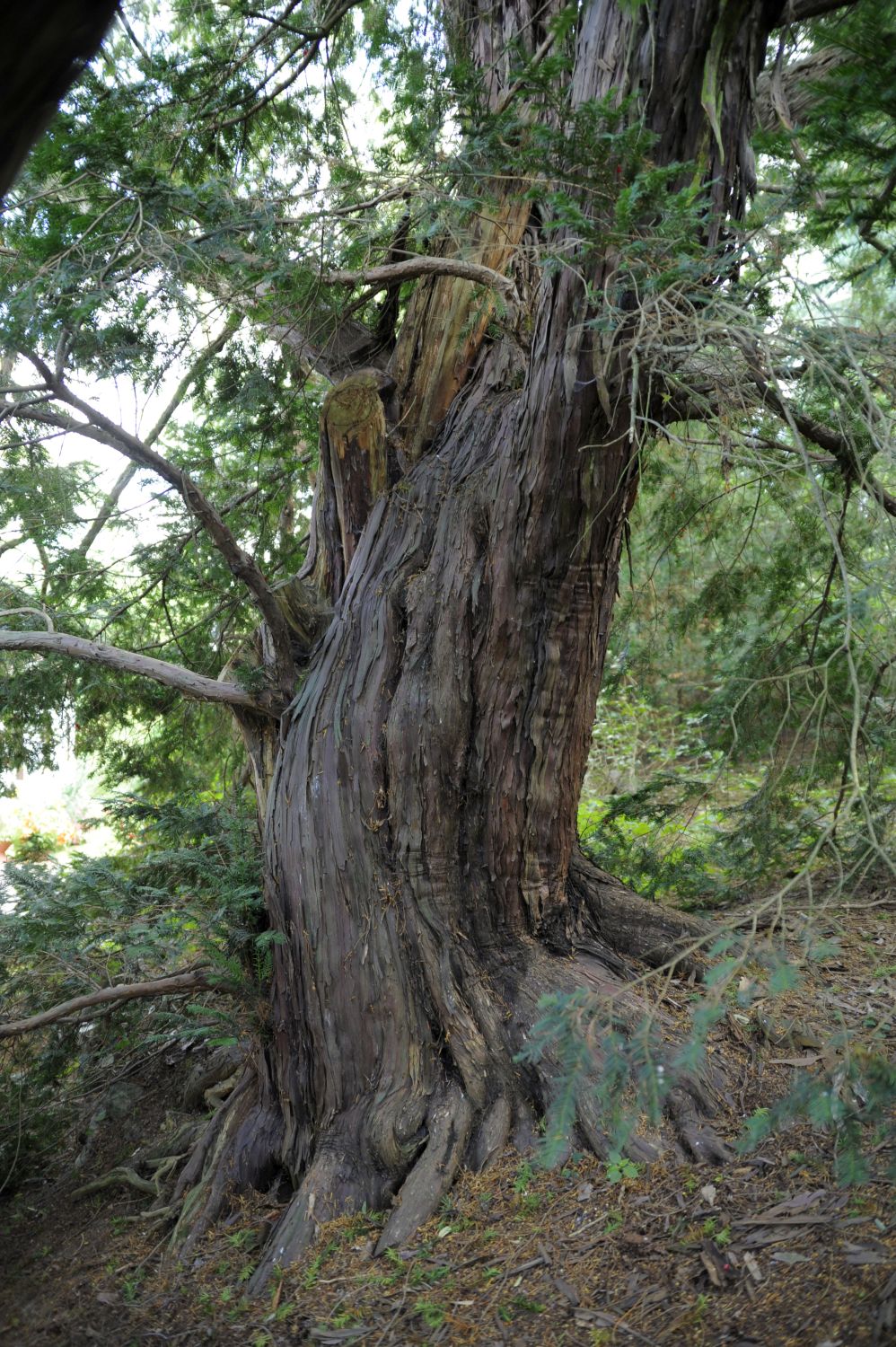 Taxus baccata - Klein Kreutz - 2008