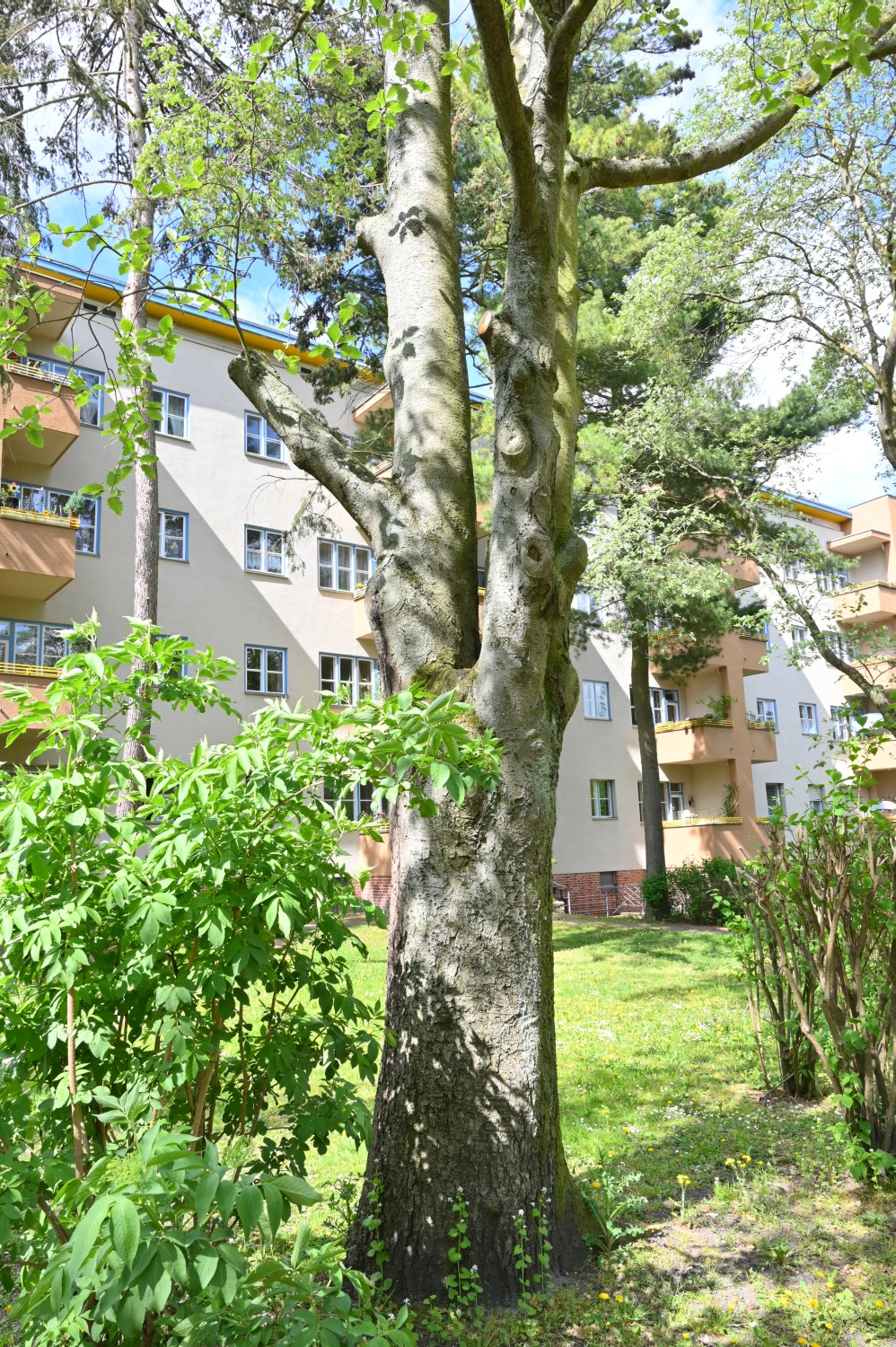 Sorbus intermedia - Berlin Pankow - Mai 2020