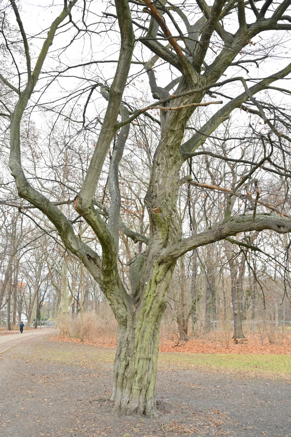 betulus Carpinus