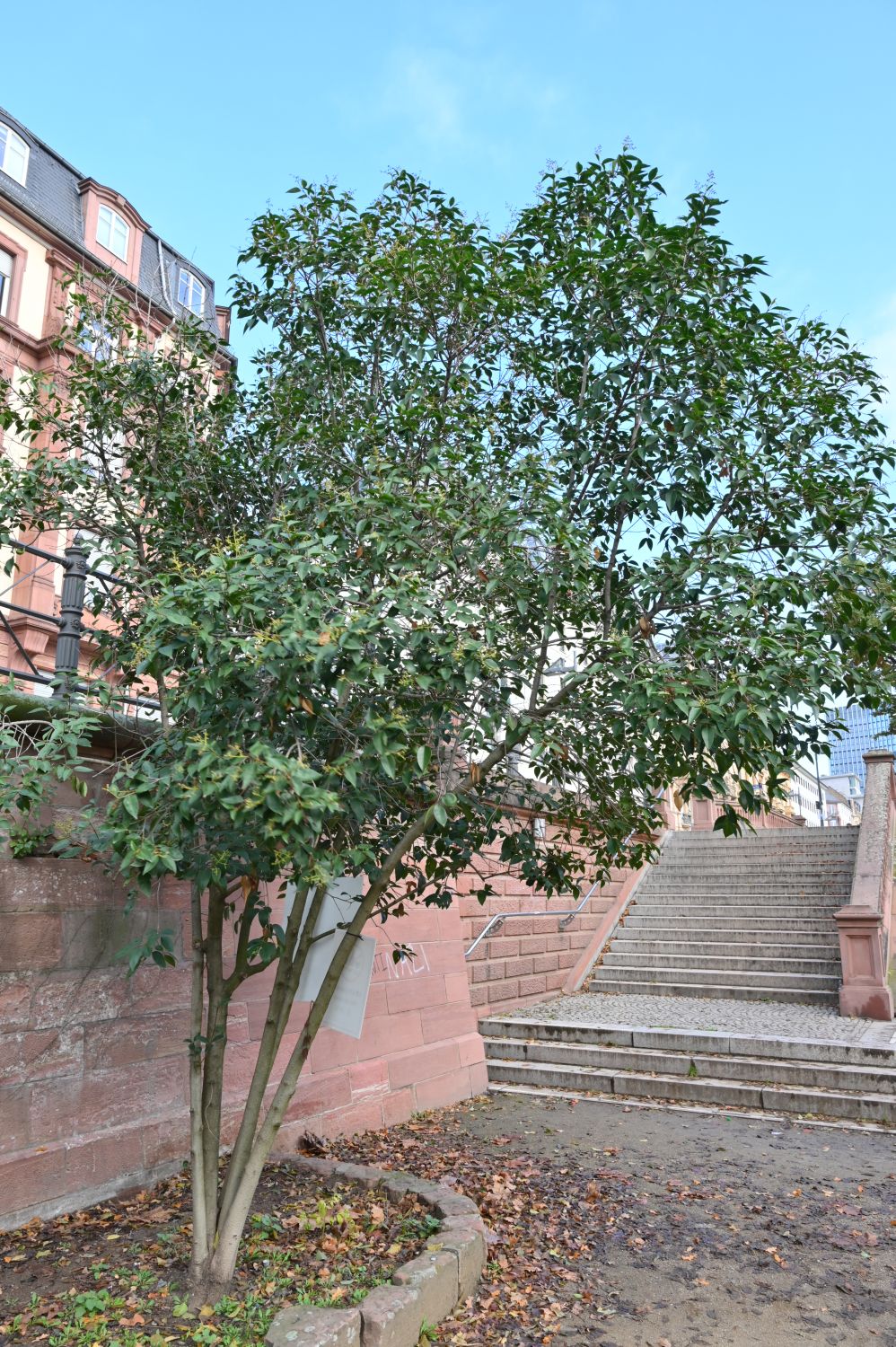 Ligustrum lucidum