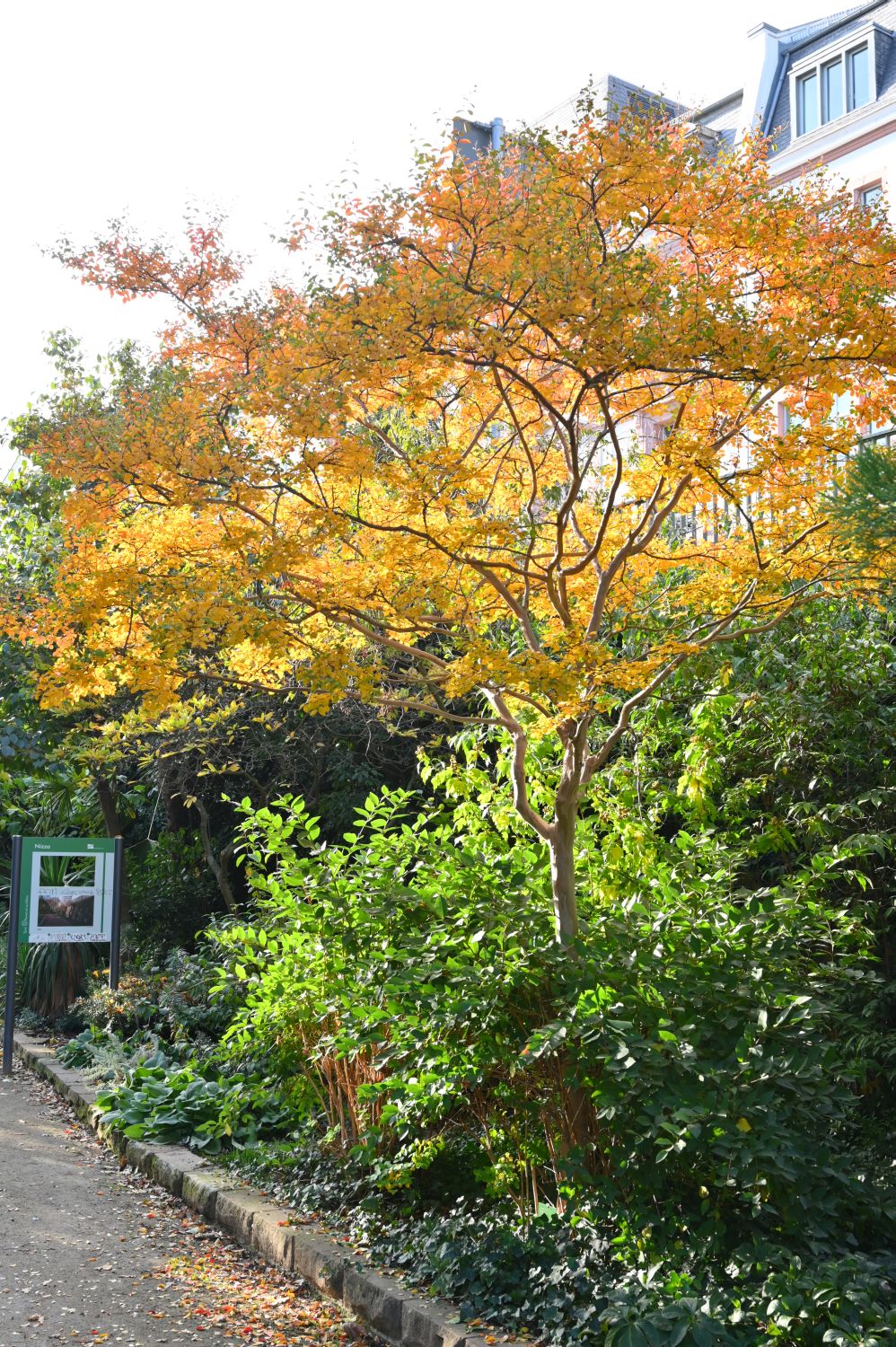 indica Lagerstroemia
