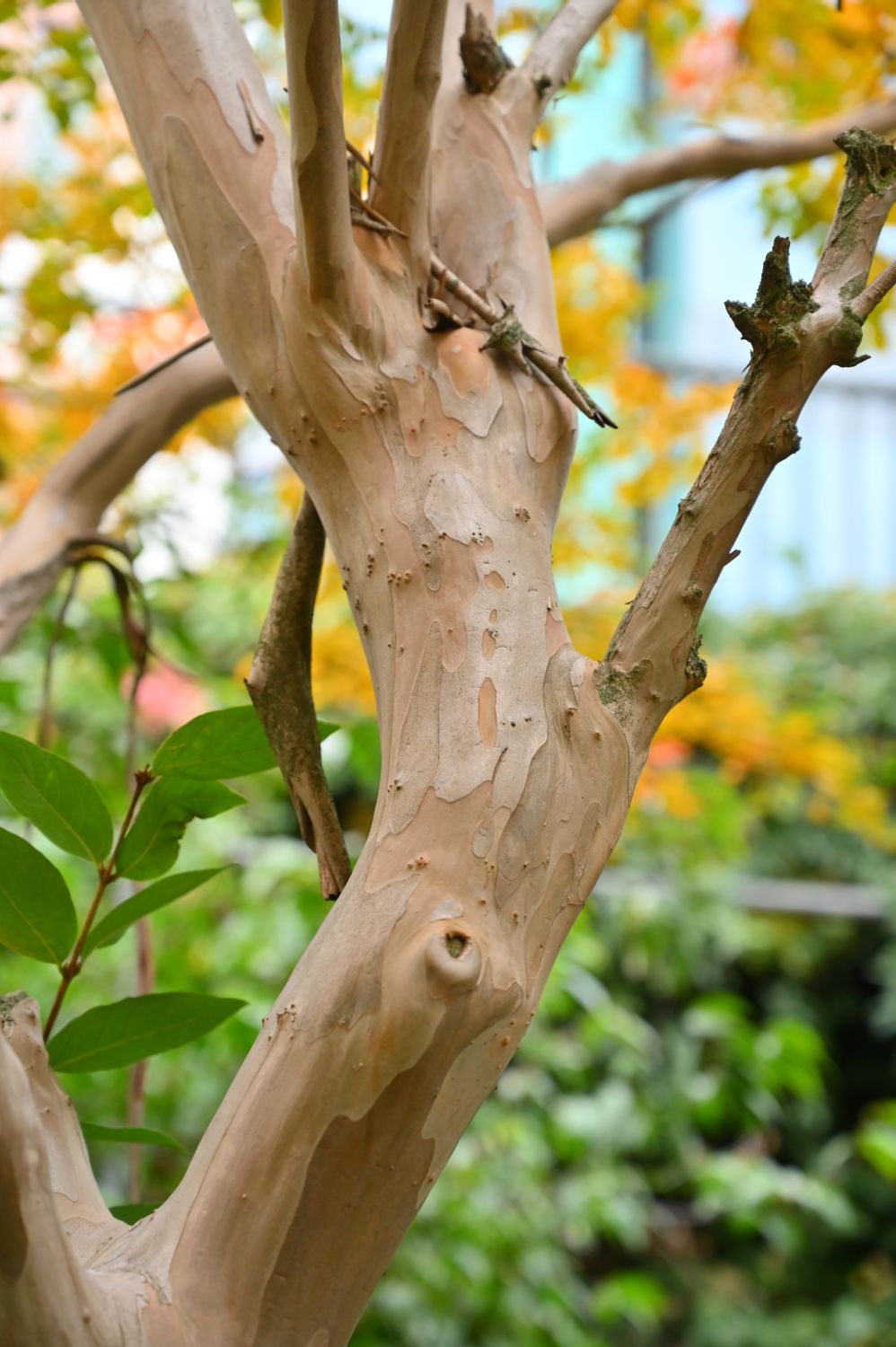 Lagerstroemia indica - Frankfurt am Main, Park am Nizza - 2020