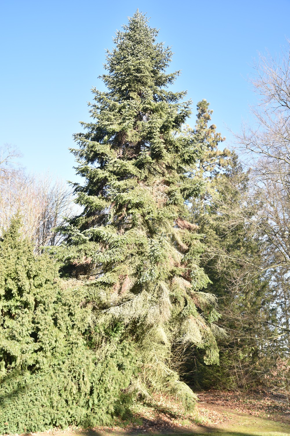 Abies veitchii