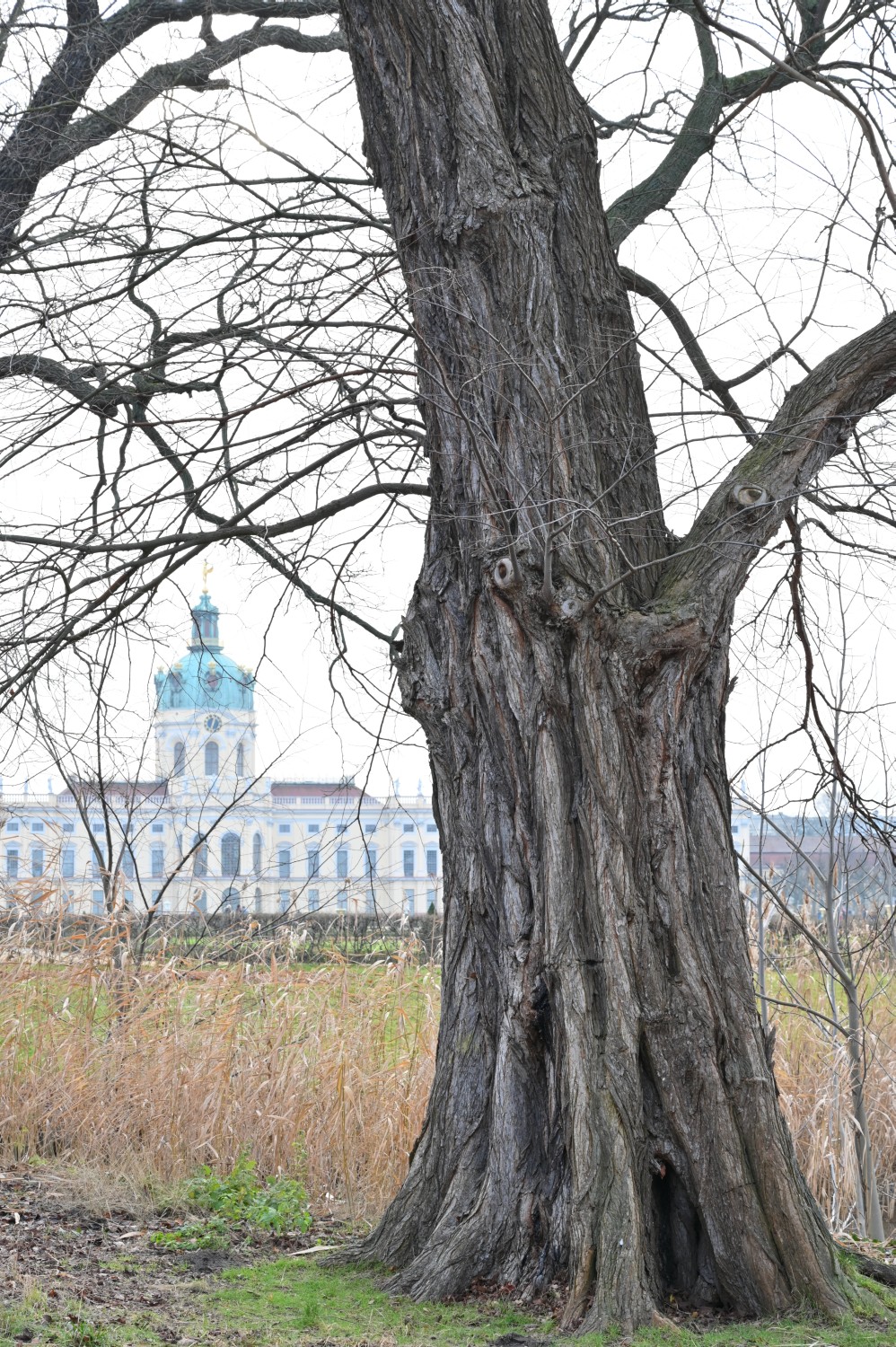 laevis Ulmus