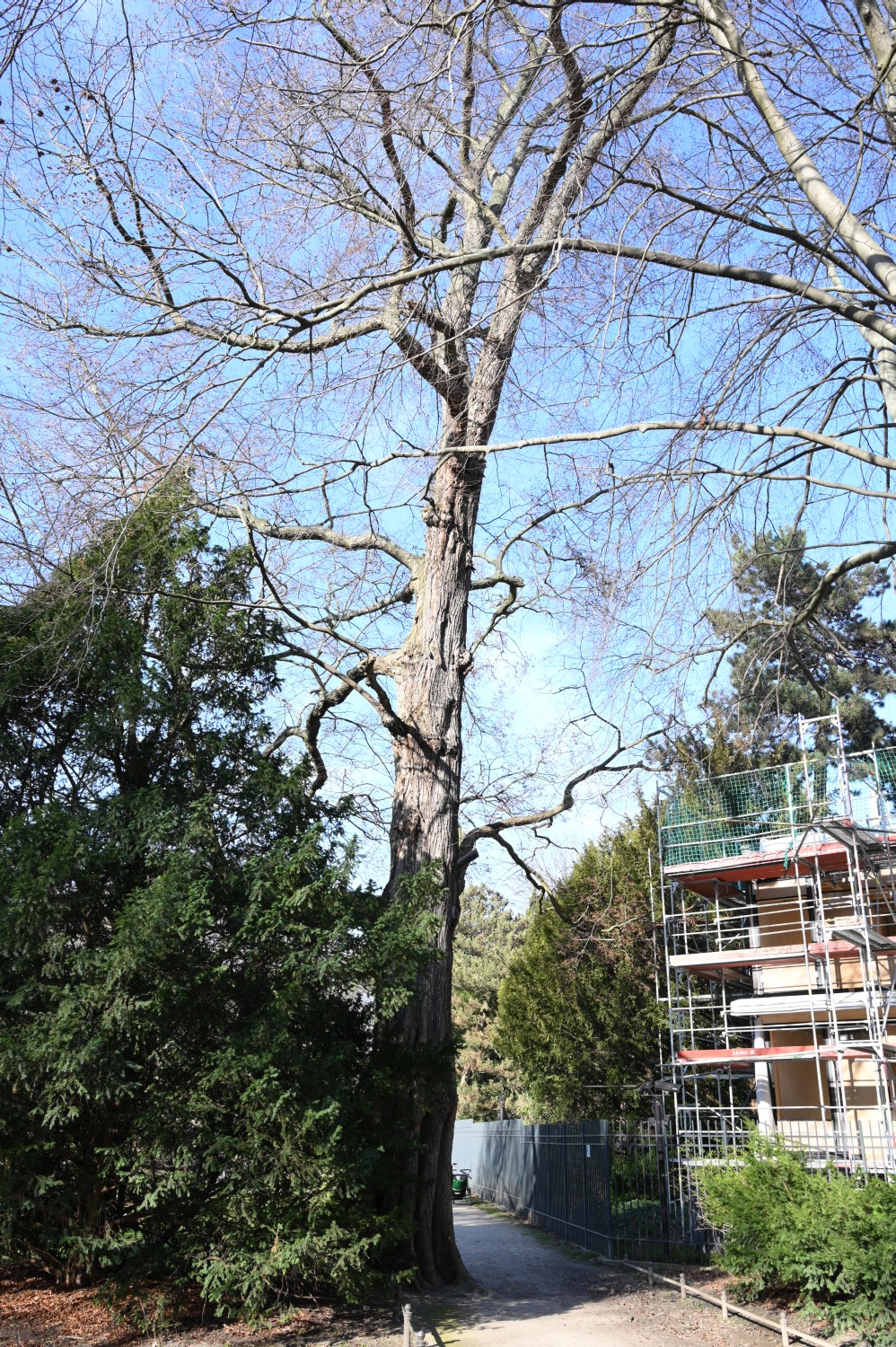 laevis Ulmus