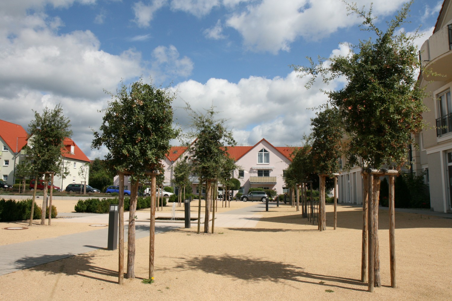 Quercus suber - Diedesfeld - 2011