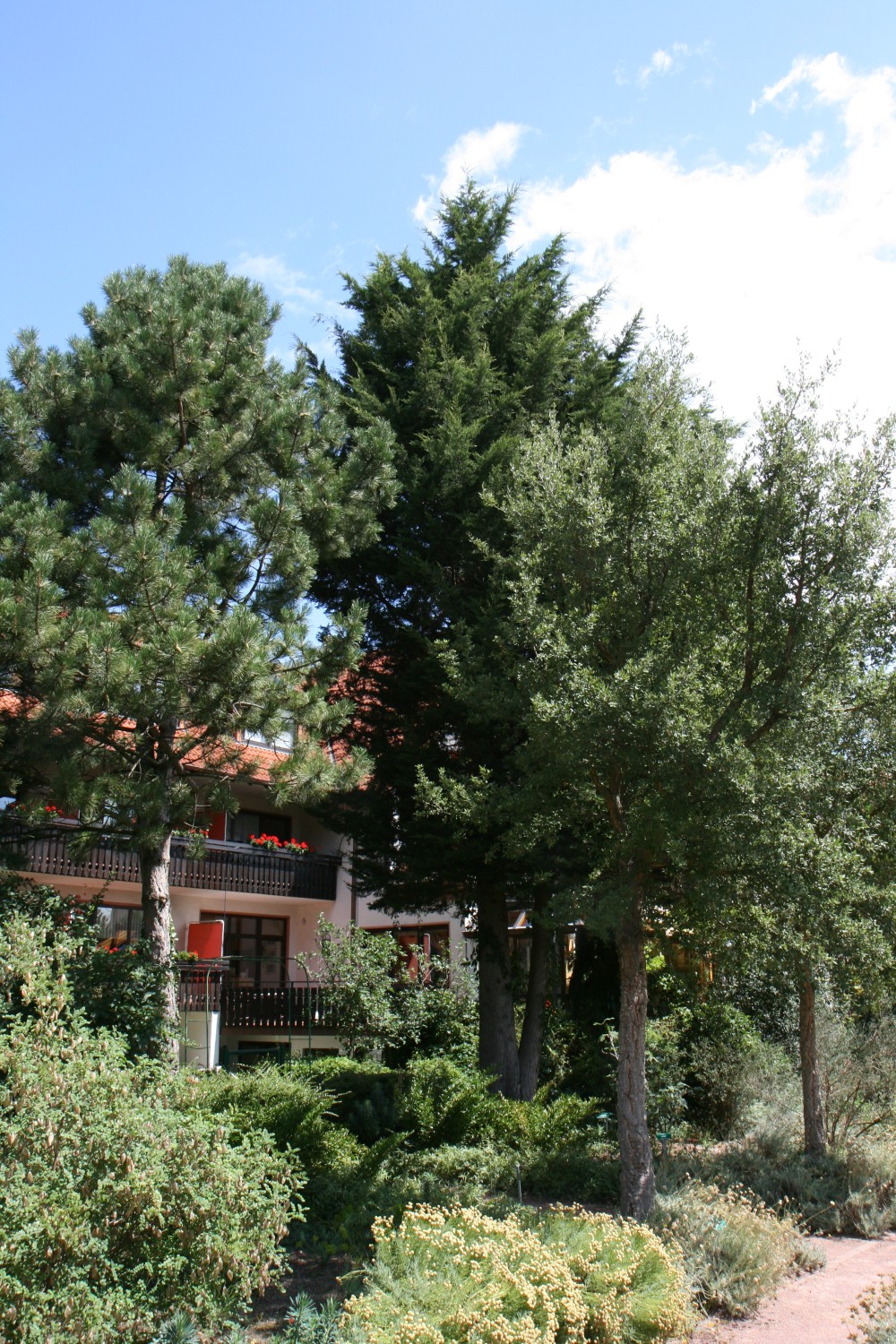 Quercus suber - Maikammer - 2011