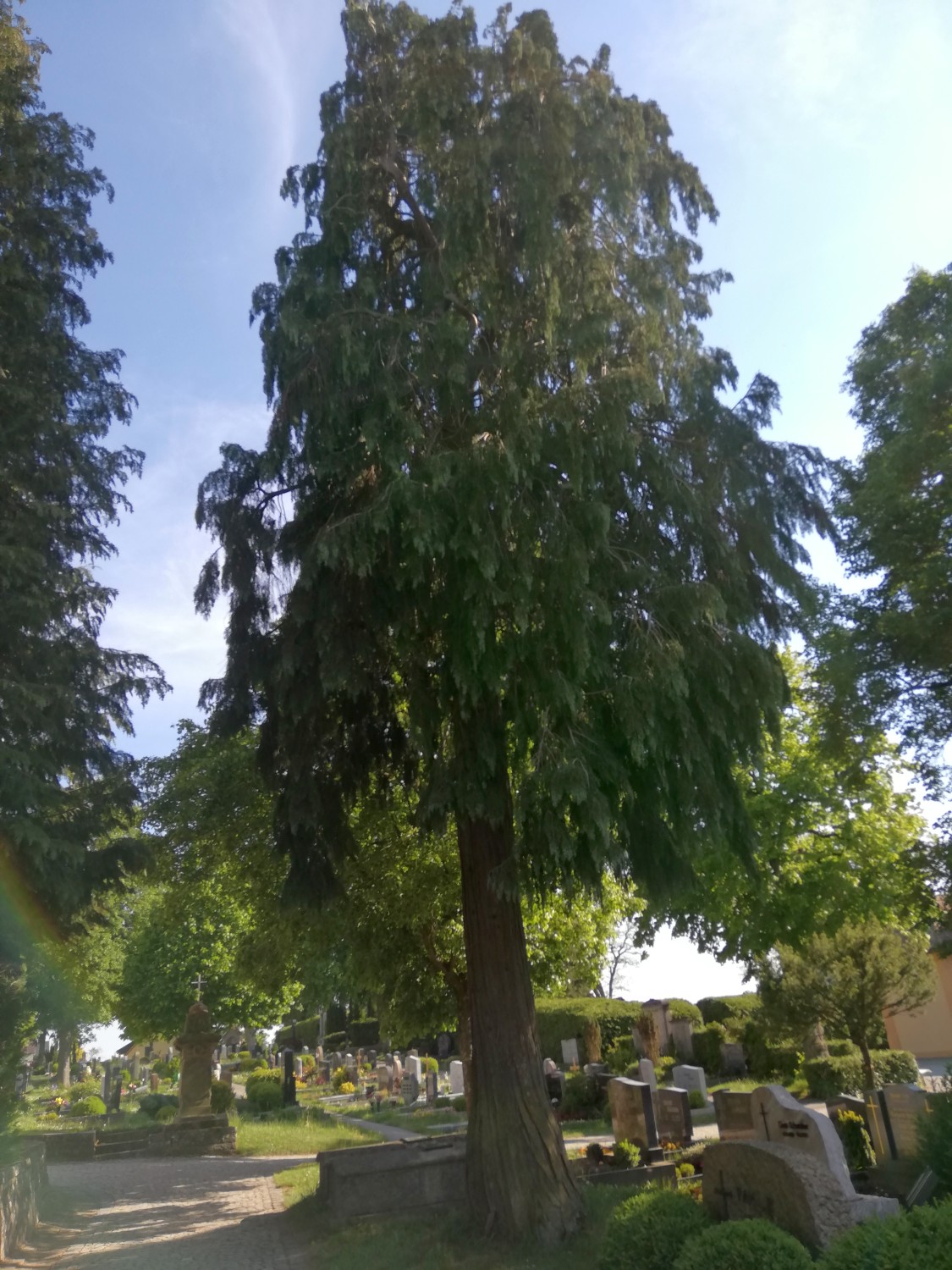 Chamaecyparis lawsoniana 'Intertexta' - Feuchtwangen - 2020
