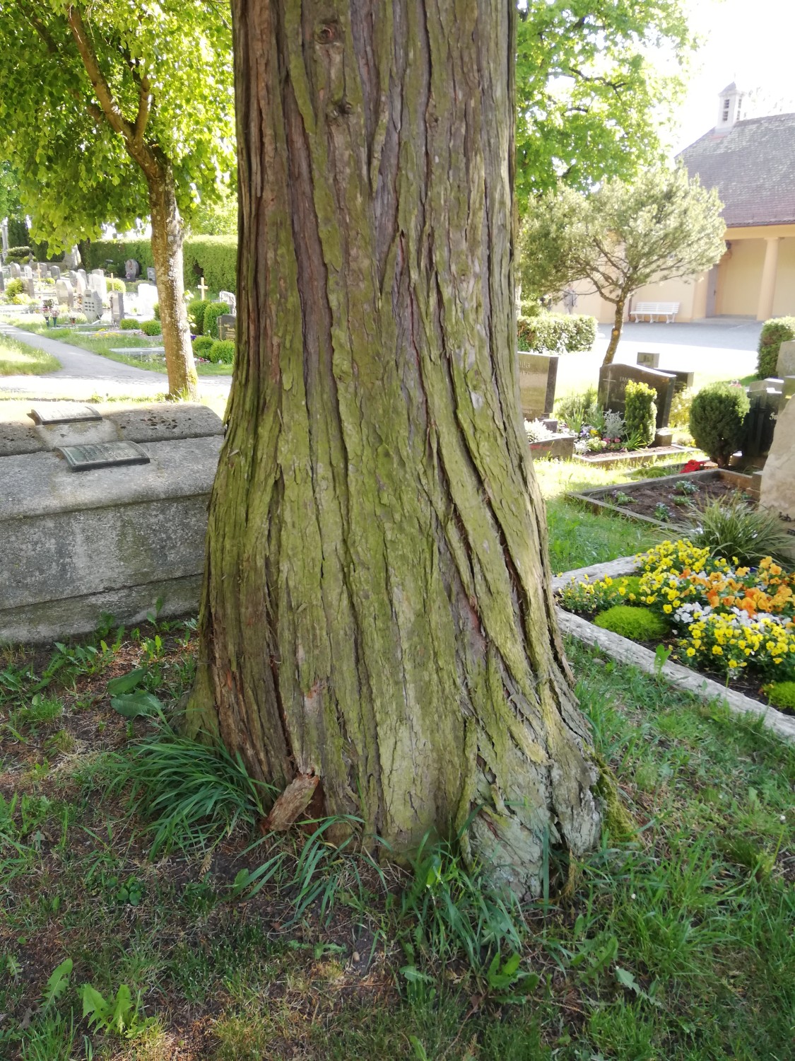 Chamaecyparis lawsoniana 'Intertexta' - Feuchtwangen - 2020