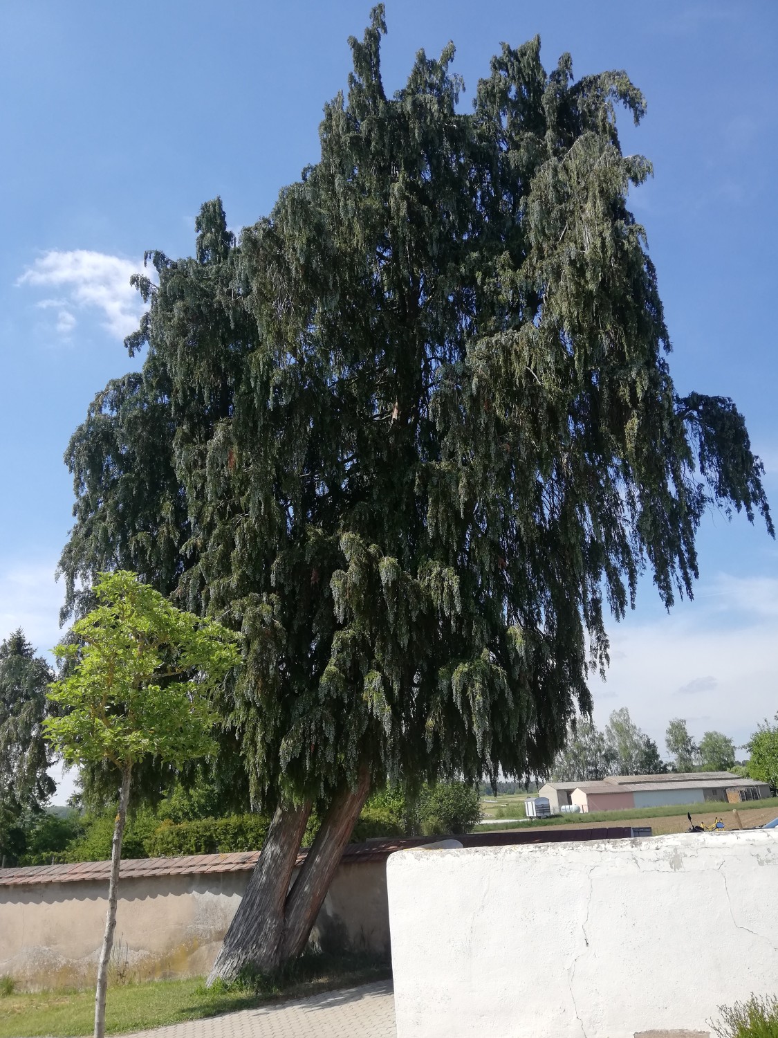 Chamaecyparis lawsoniana 'Intertexta' - Merkendorf - 2020