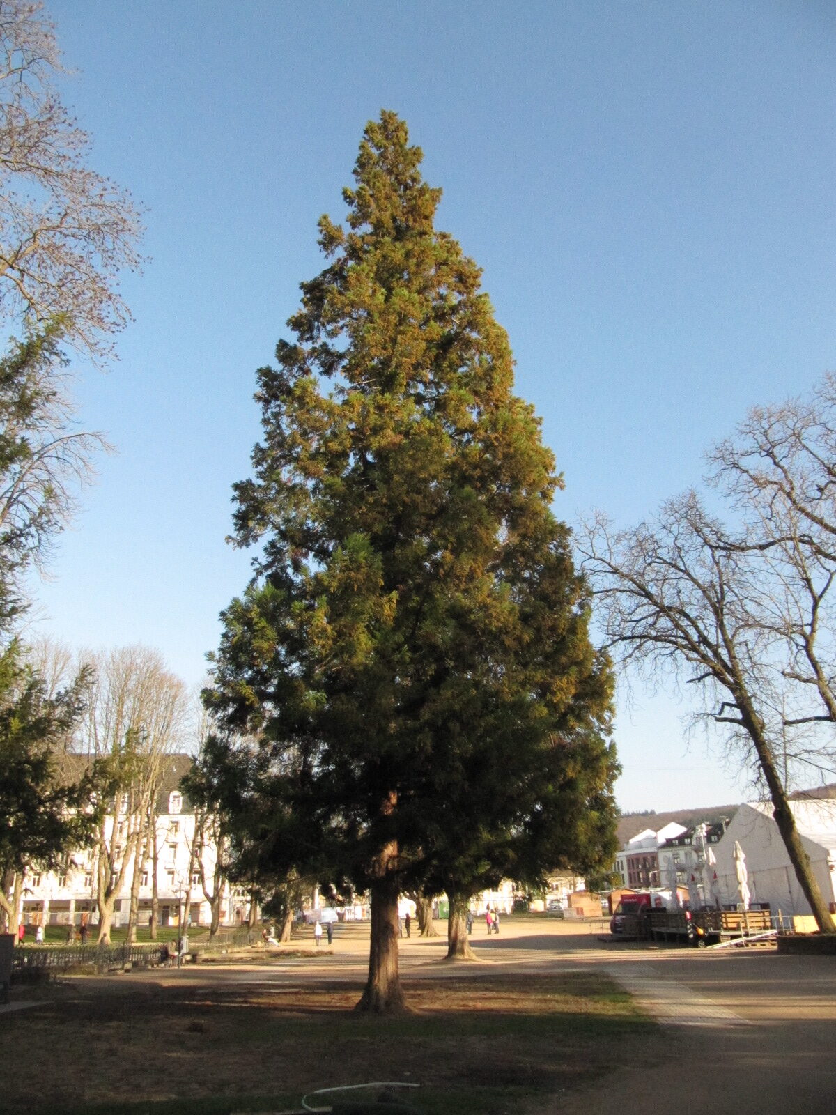 Cryptomeria japonica - Bonn - Febr. 2023