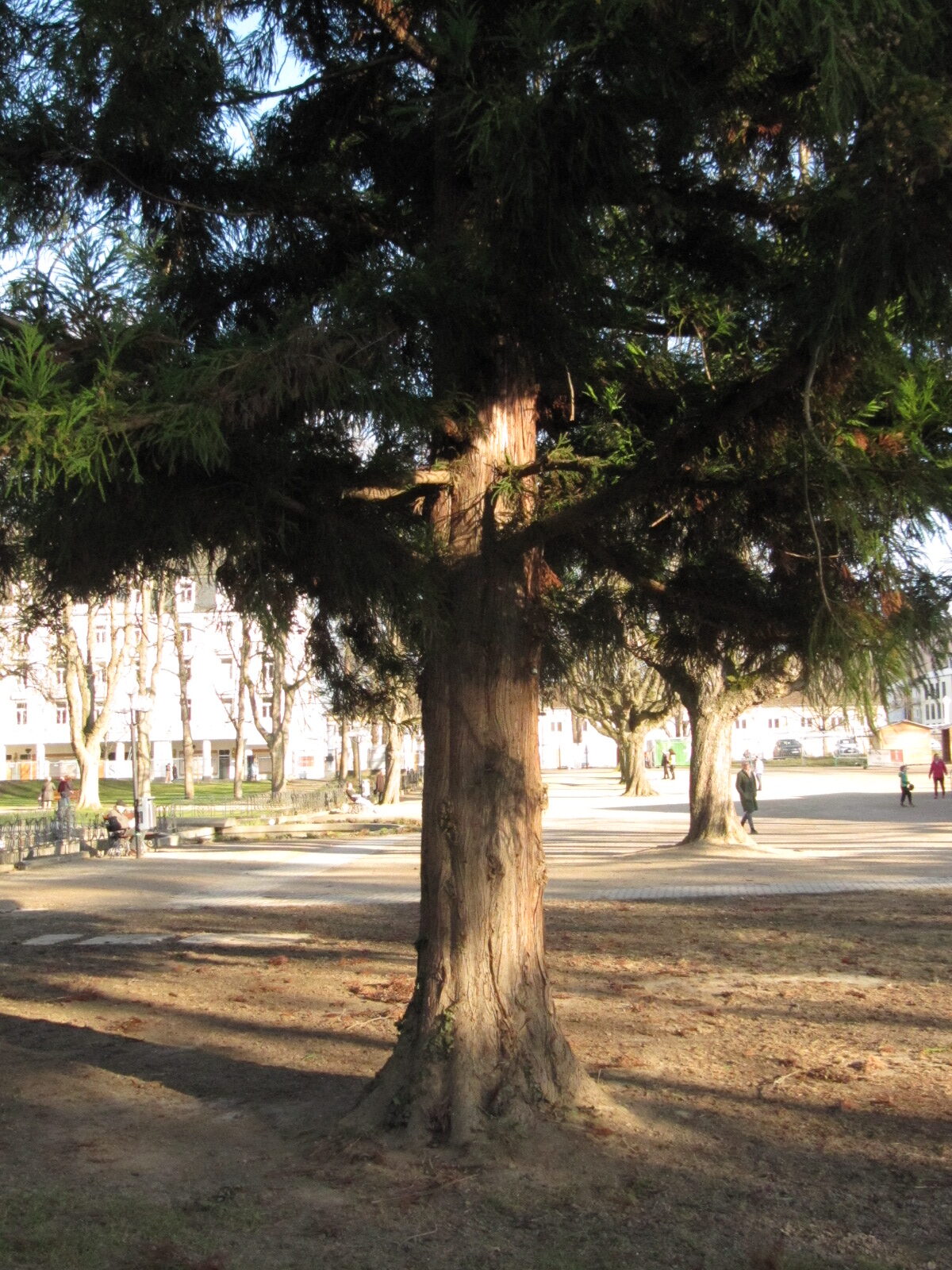 Cryptomeria japonica - Bonn - Febr. 2023