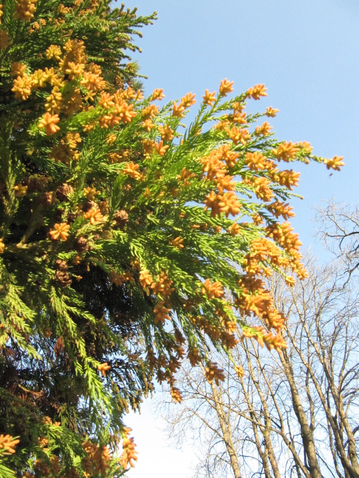 Cryptomeria japonica - Bonn - Febr. 2023