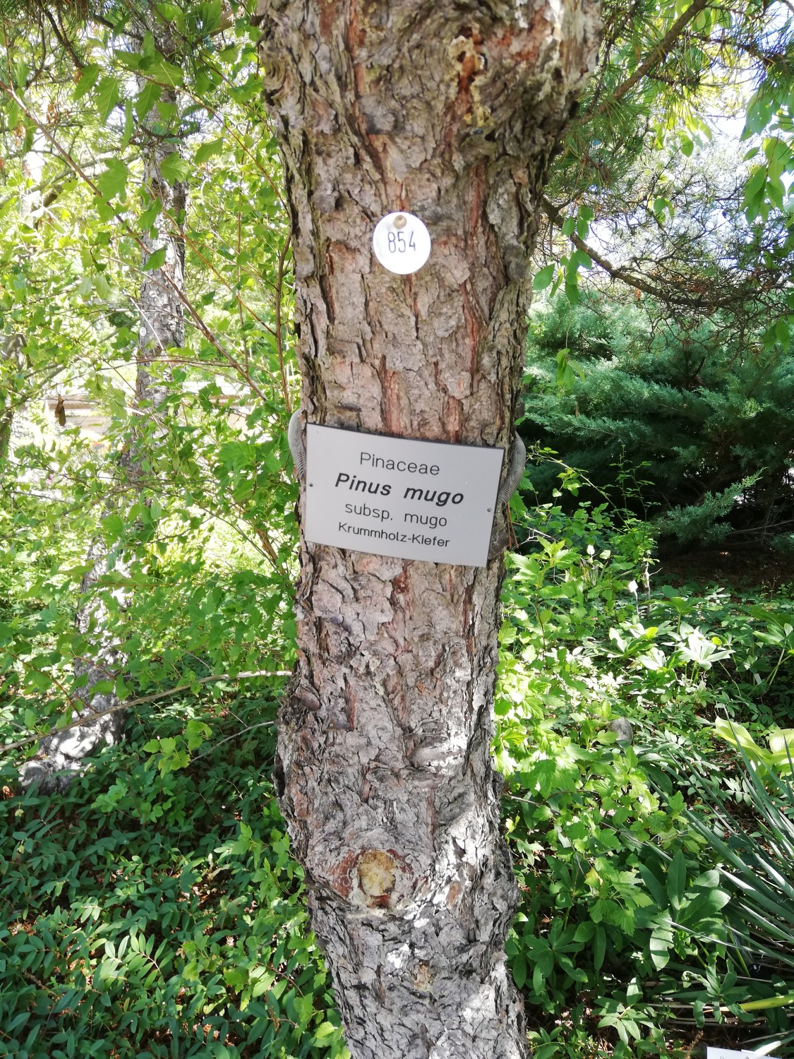 mugo Pinus subsp. mugo