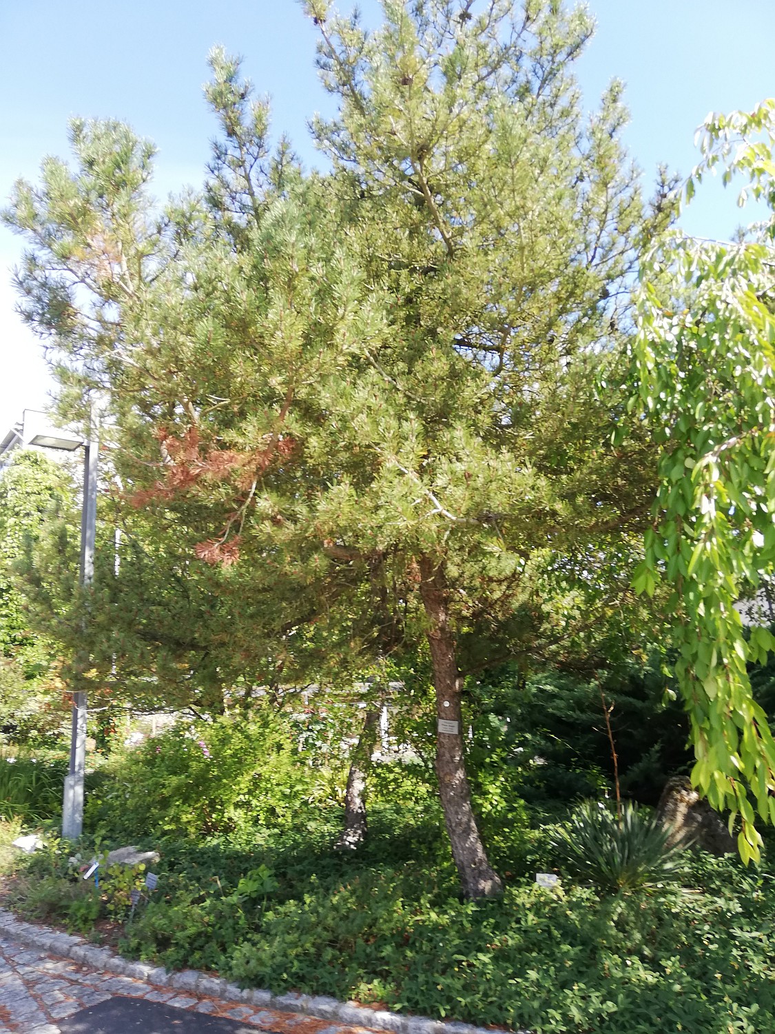 Pinus mugo subsp. mugo - Veitshöchheim - 2020