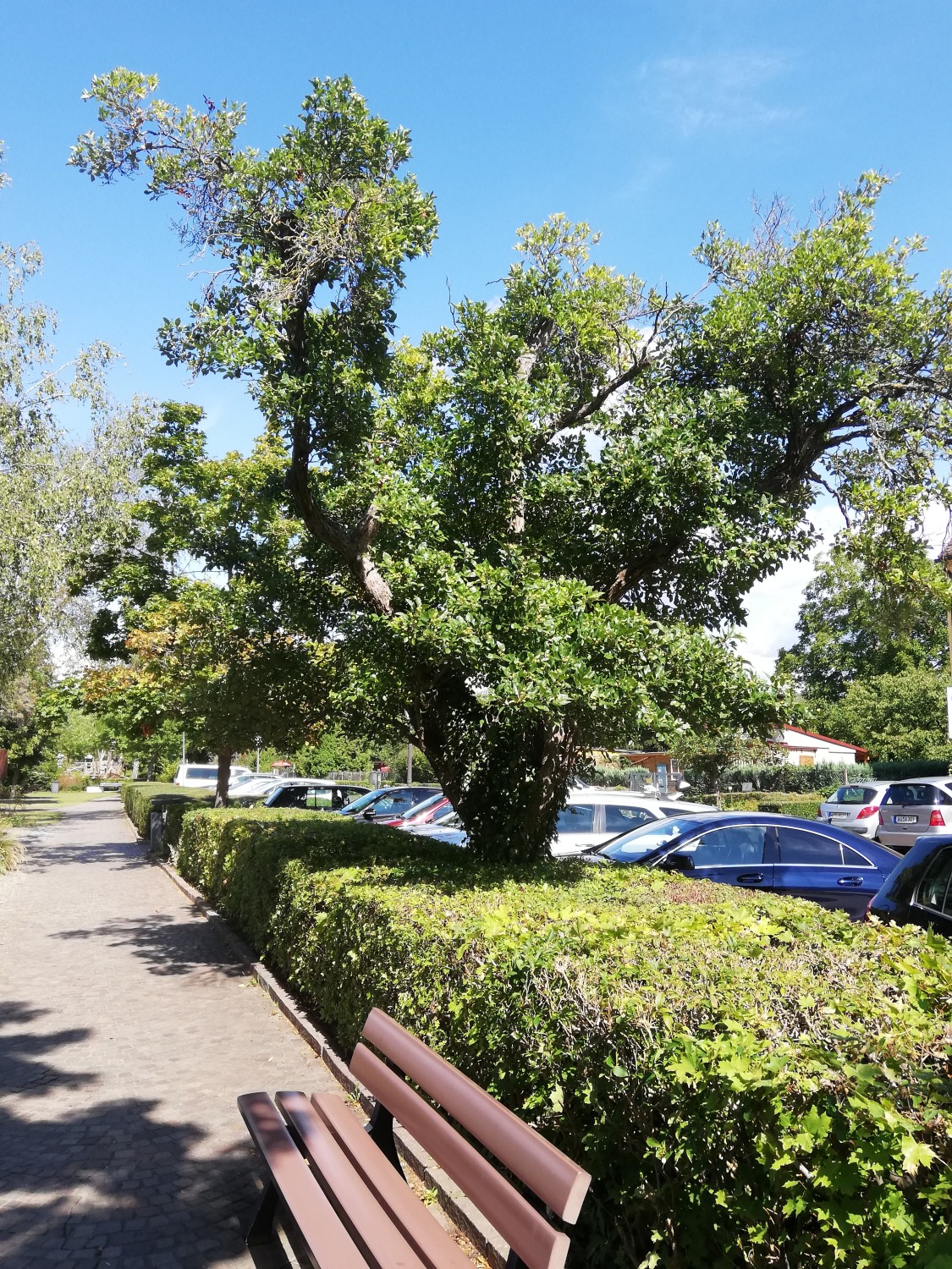 Crataegus × lavallei - Veitshöchheim - 2020