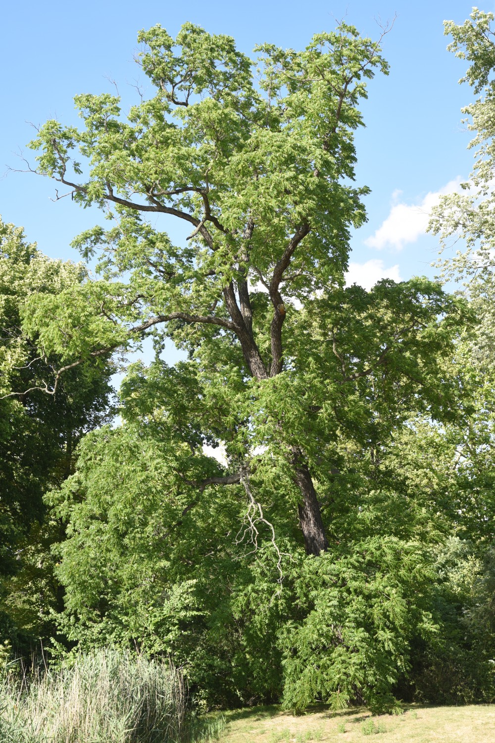 Juglans nigra