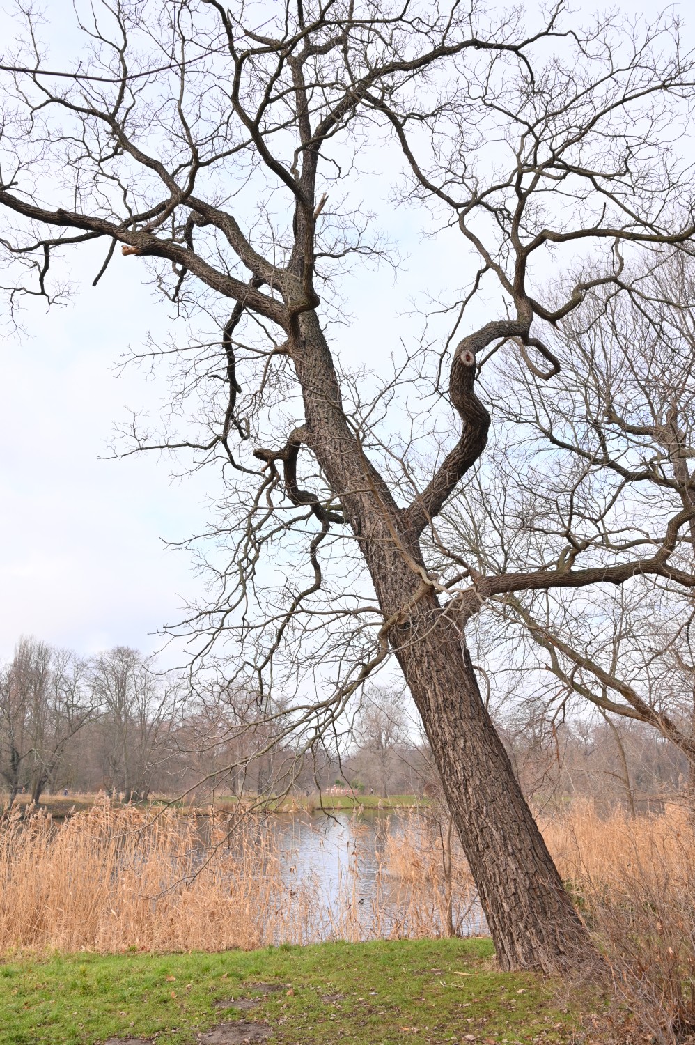 Juglans nigra - Berlin Charlottenburg - 2021