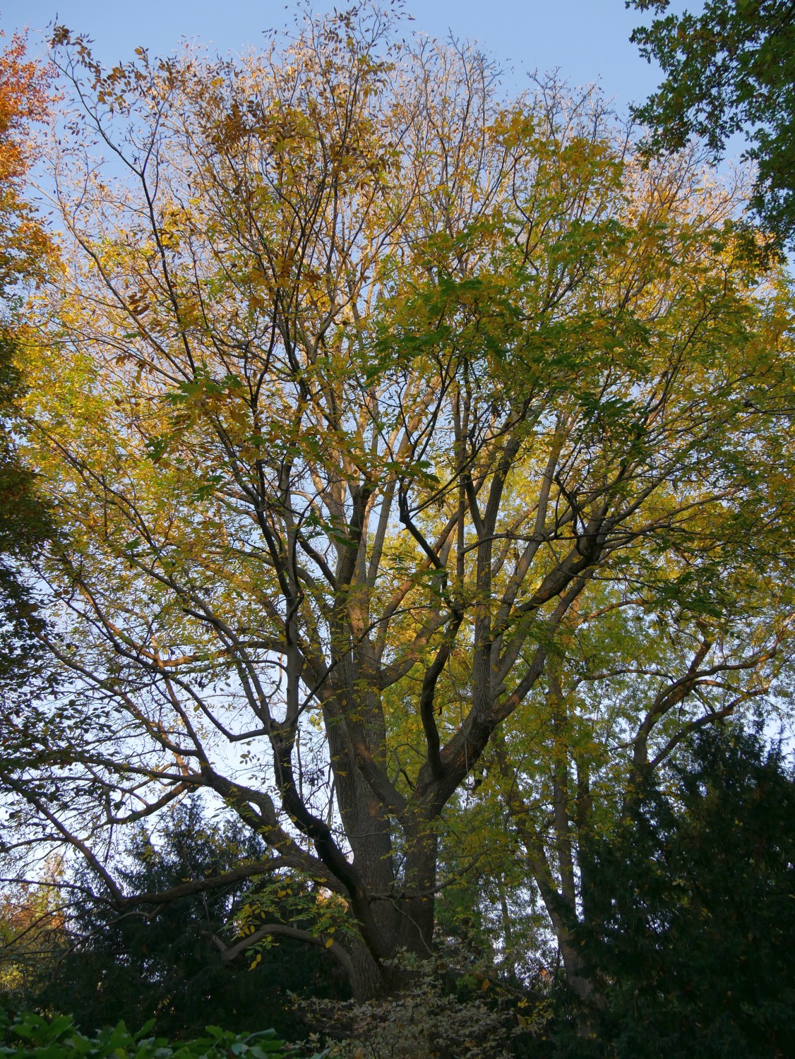 Juglans × intermedia - Heilbronn - 2020