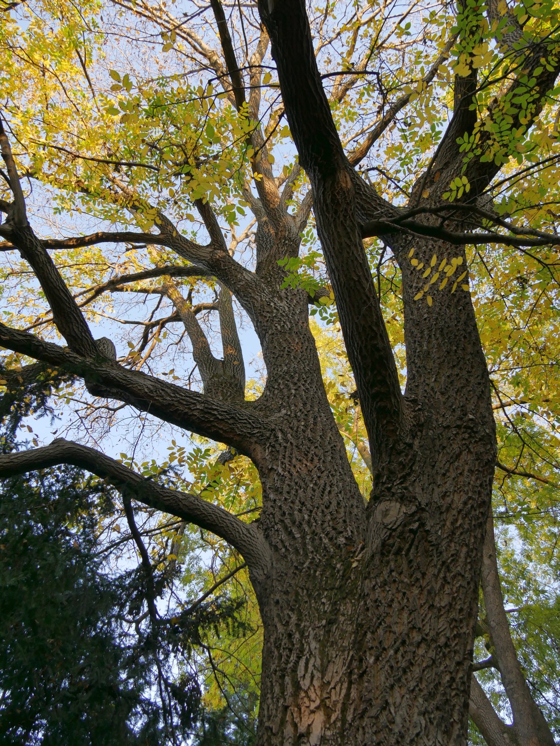 Juglans × intermedia - Heilbronn - 2020