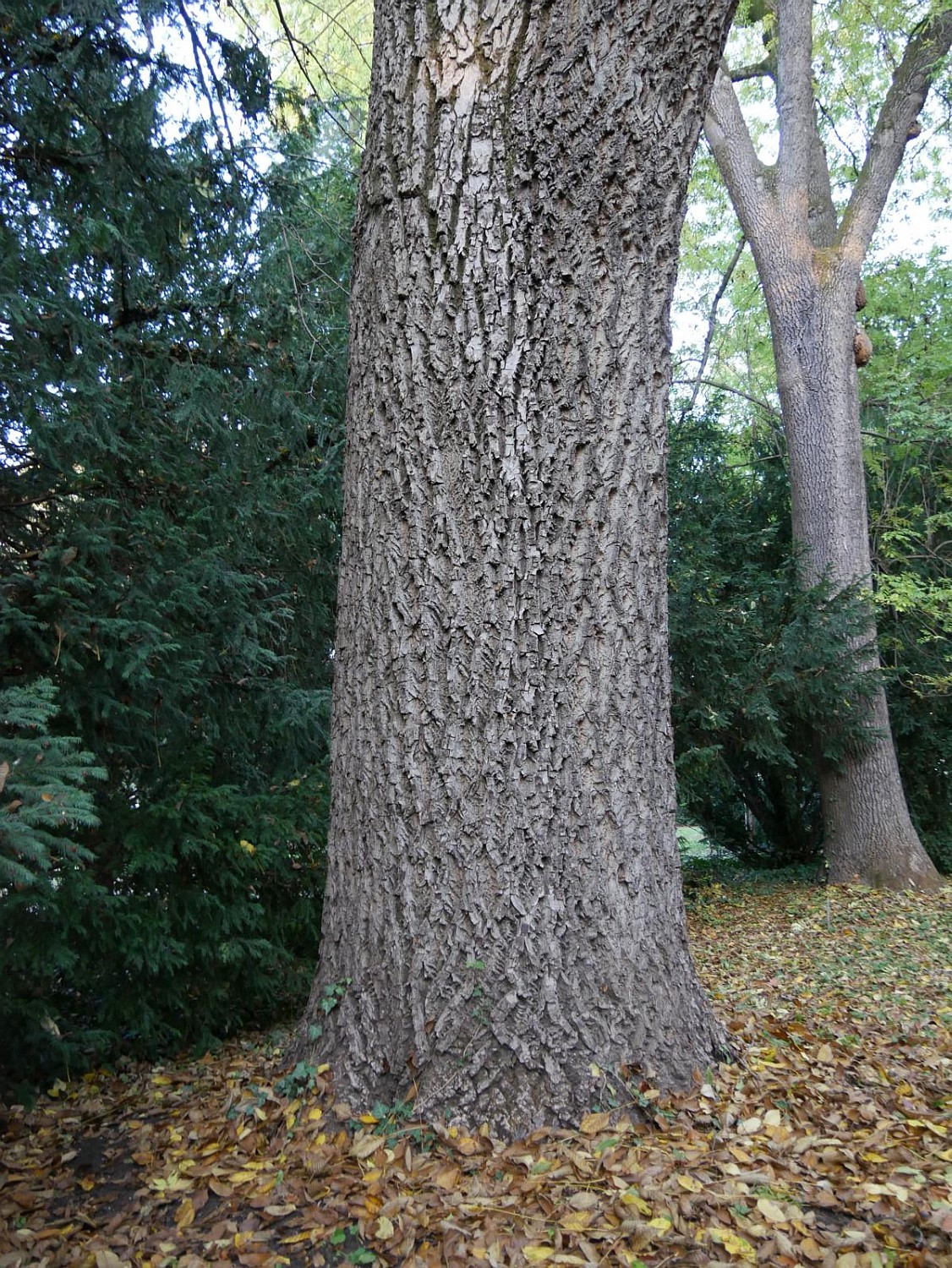 Juglans × intermedia - Heilbronn - 2020