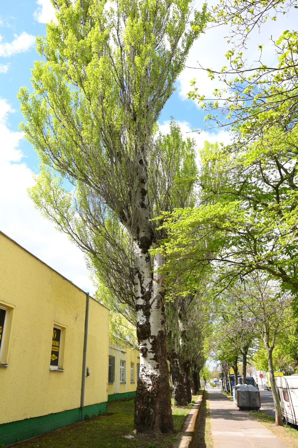 Populus alba 'Pyramidalis' - Berlin Weißensee - 2020