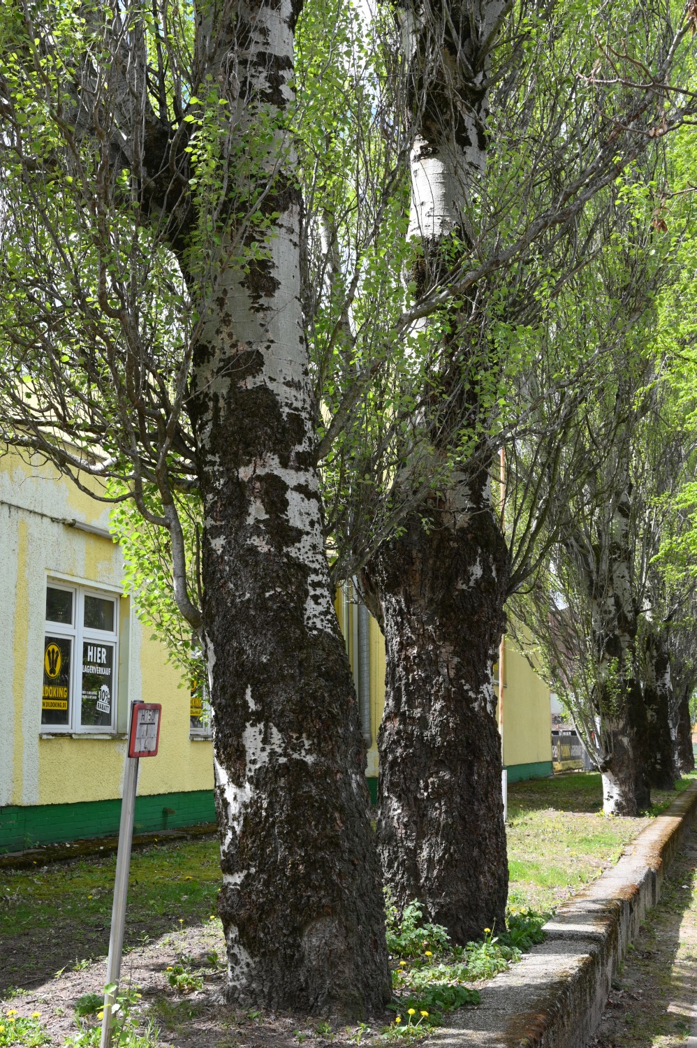 Populus alba 'Pyramidalis' - Berlin Weißensee - 2020