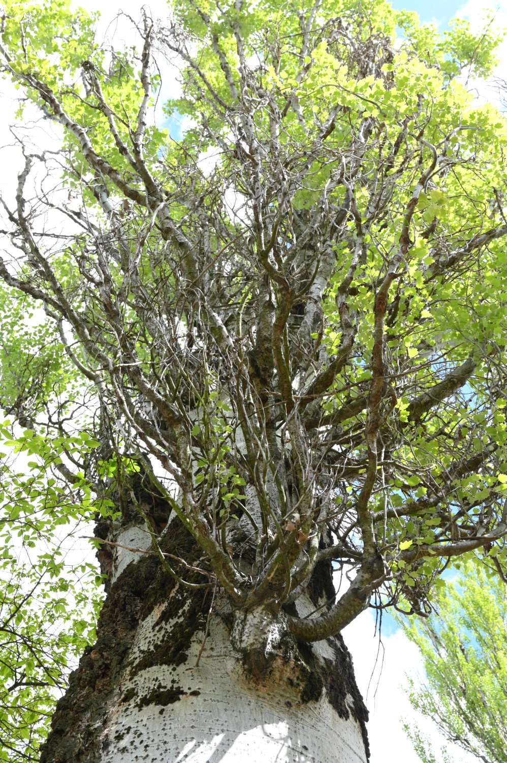 Populus alba 'Pyramidalis' - Berlin Weißensee - 2020