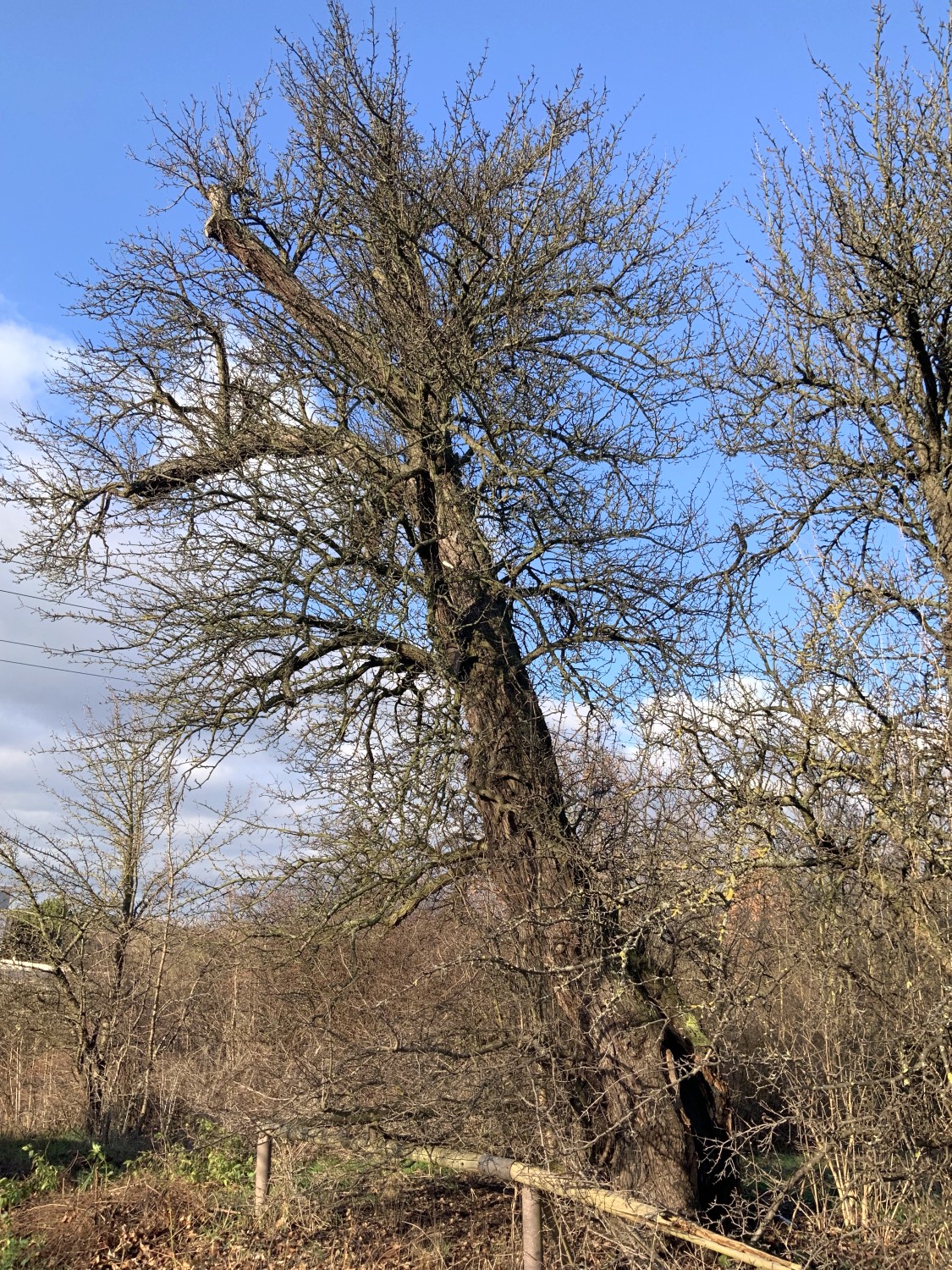 Pyrus pyraster - Nürnberg - 2020