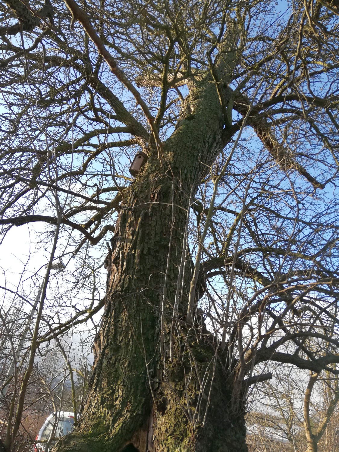 Pyrus pyraster - Nürnberg - 2020