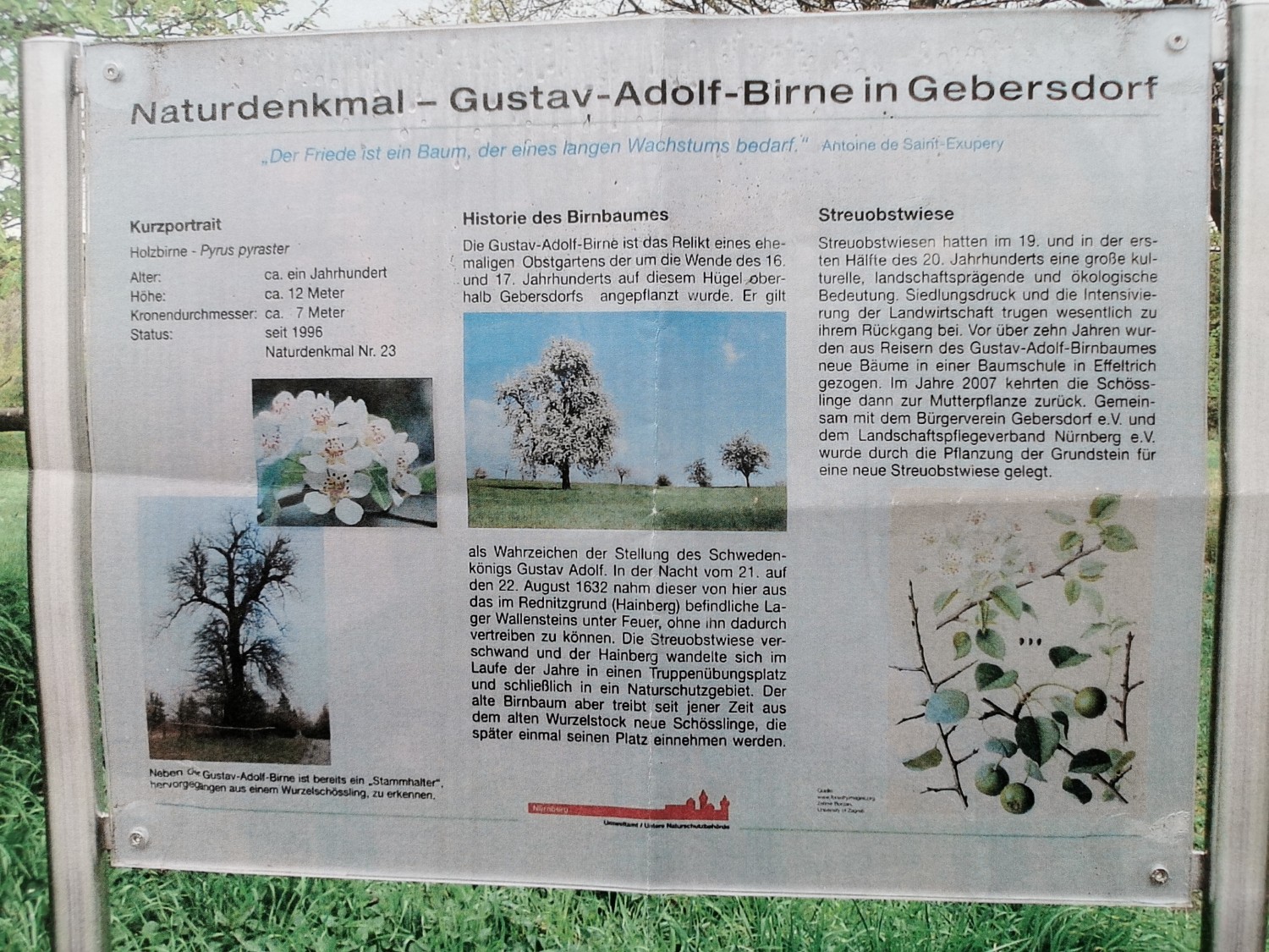 Pyrus pyraster - Nürnberg - 2020