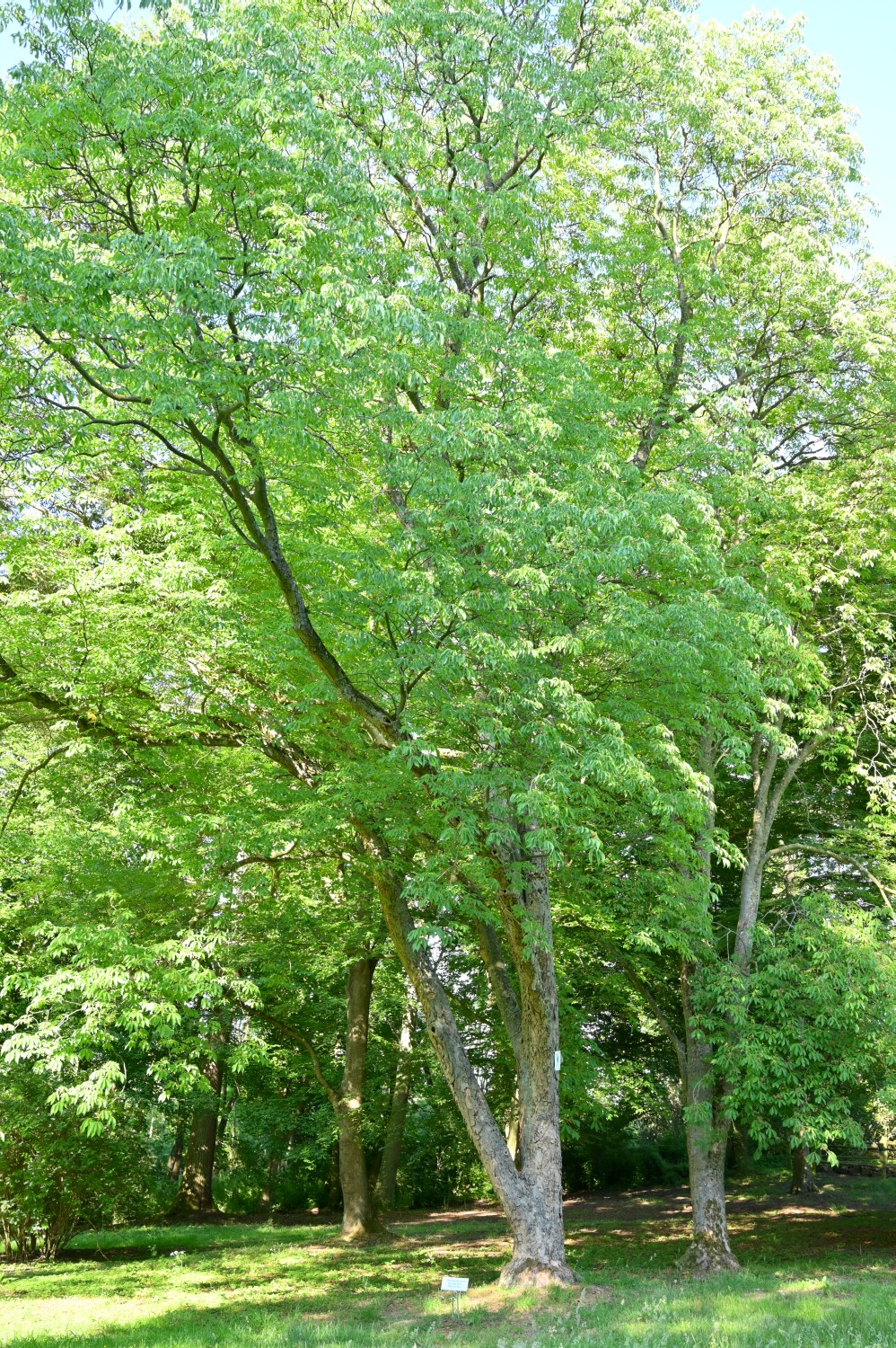 Aesculus flava