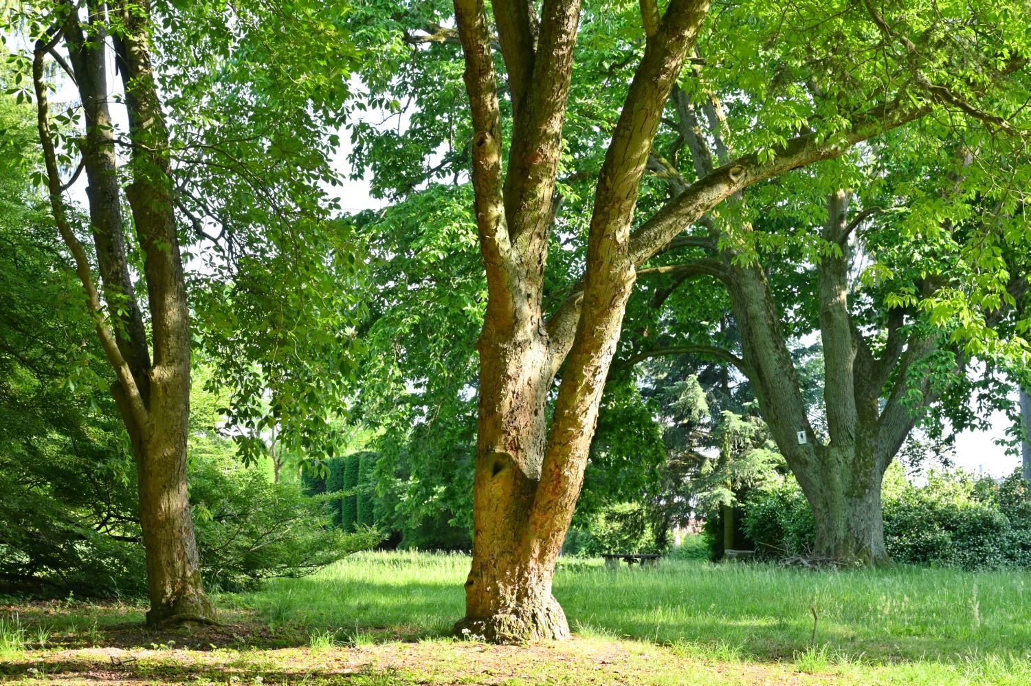 Aesculus flava - Warbende - 2020