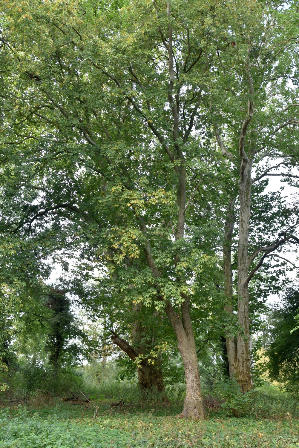 Aesculus flava - Mürow - 2019