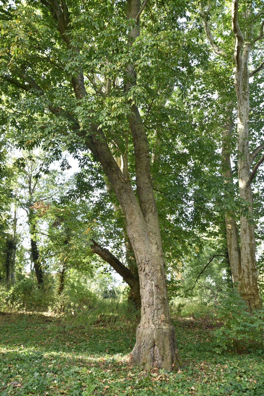 Aesculus flava - Mürow - 2019