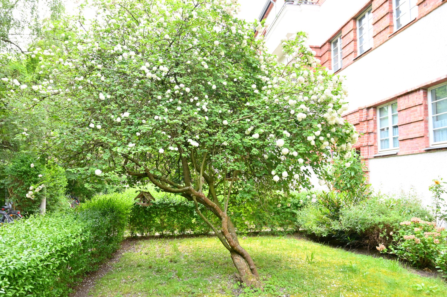 Viburnum opulus 'Roseum' - Berlin Weißensee - 2020