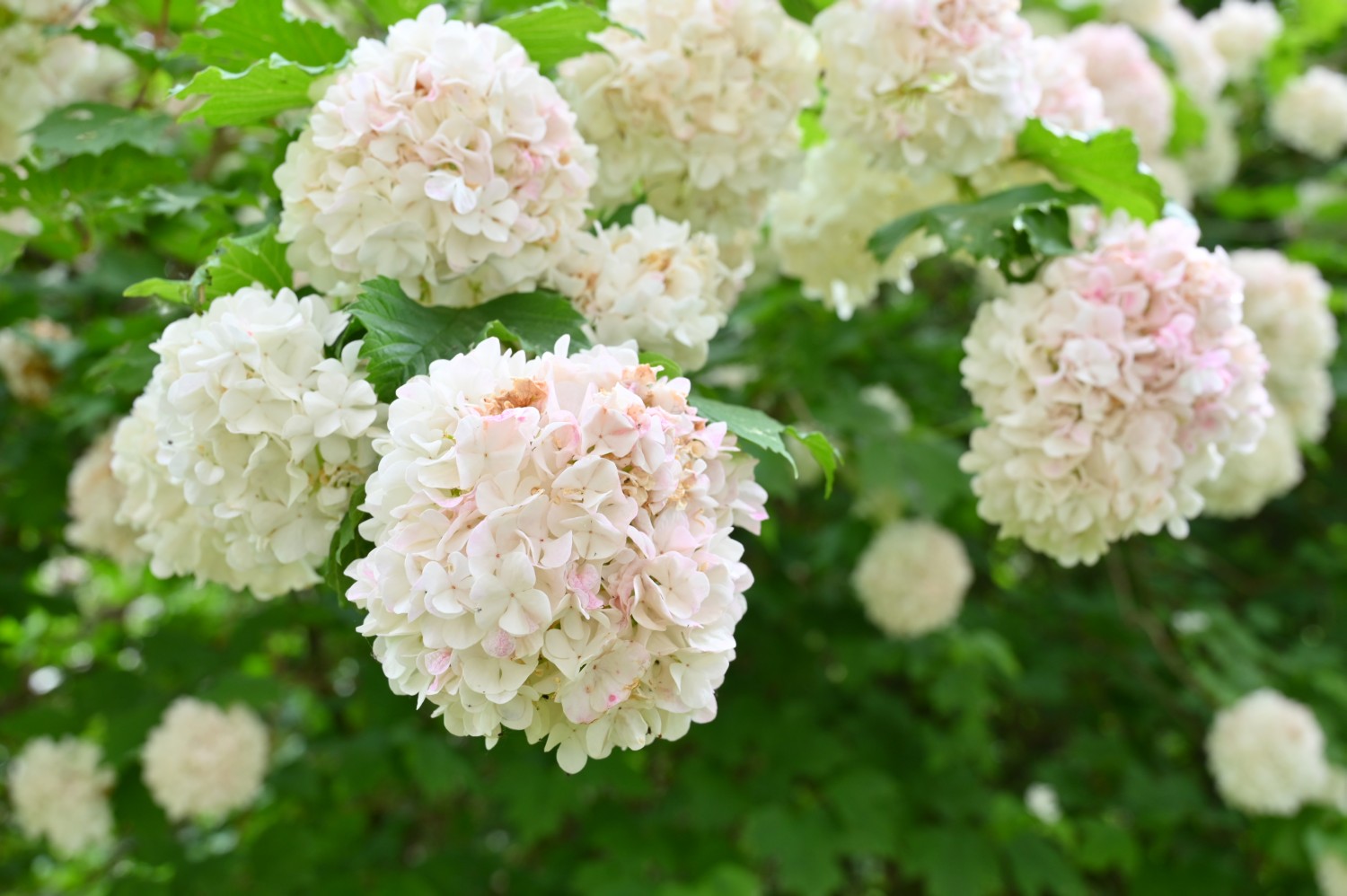 Viburnum opulus 'Roseum' - Berlin Weißensee - 2020