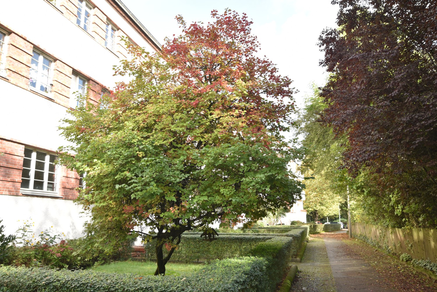 Viburnum opulus 'Roseum' - Berlin Weißensee - 2019