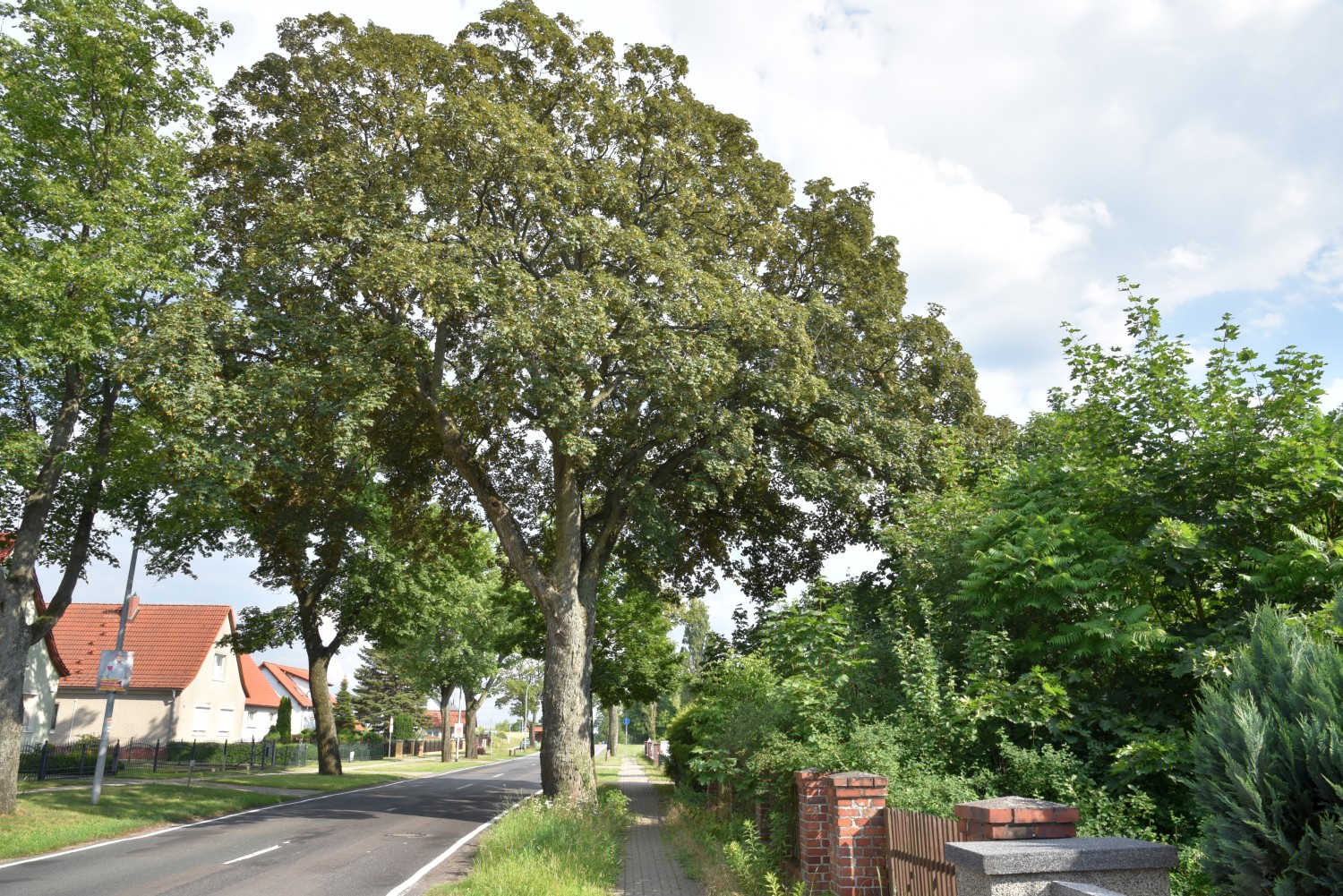 Acer pseudoplatanus 'Atropurpureum' - Marwitz - 2019