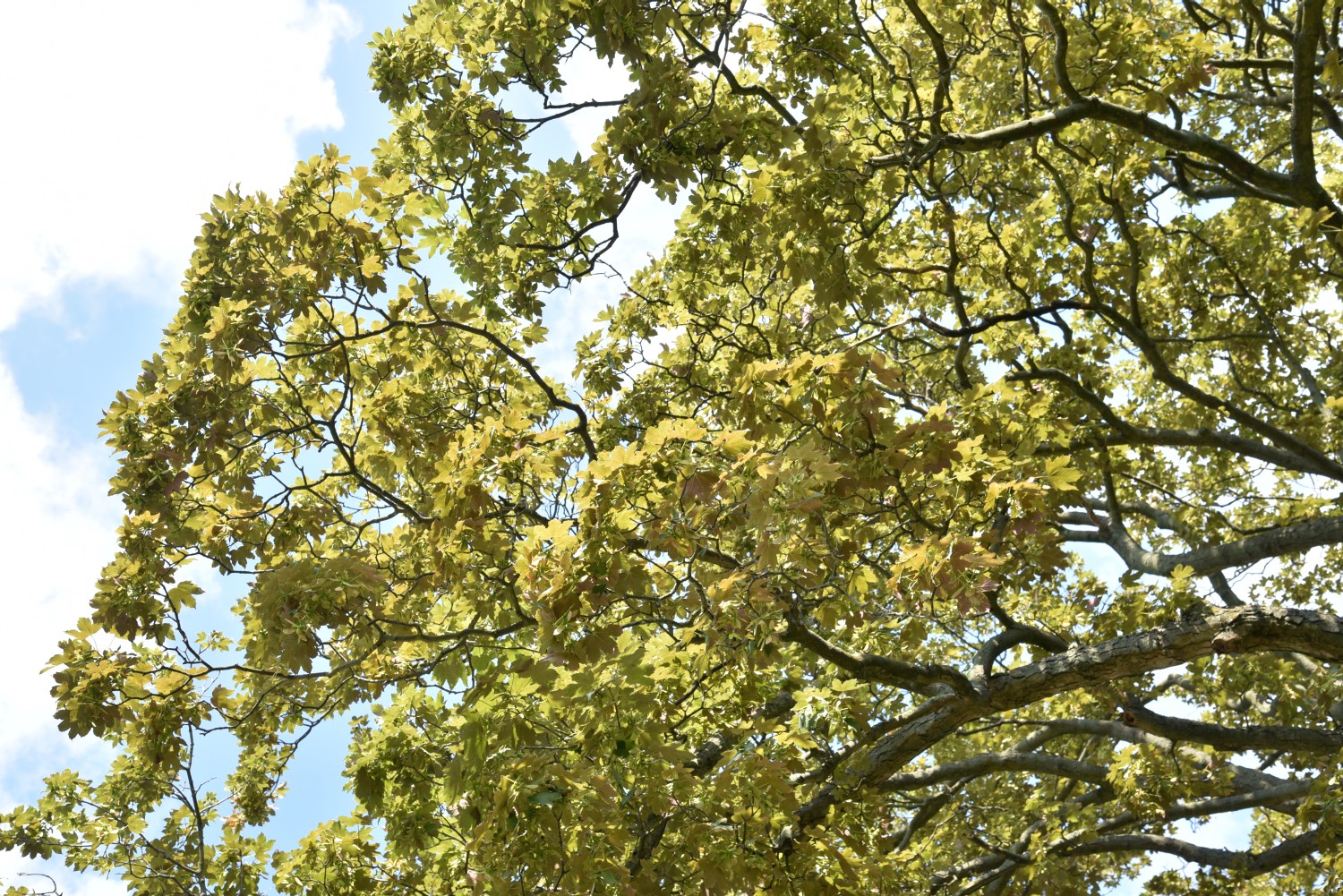 Acer pseudoplatanus 'Atropurpureum' - Marwitz - 2019