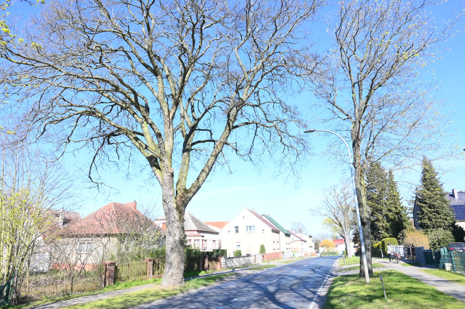 Acer pseudoplatanus 'Atropurpureum' - Marwitz - 2020