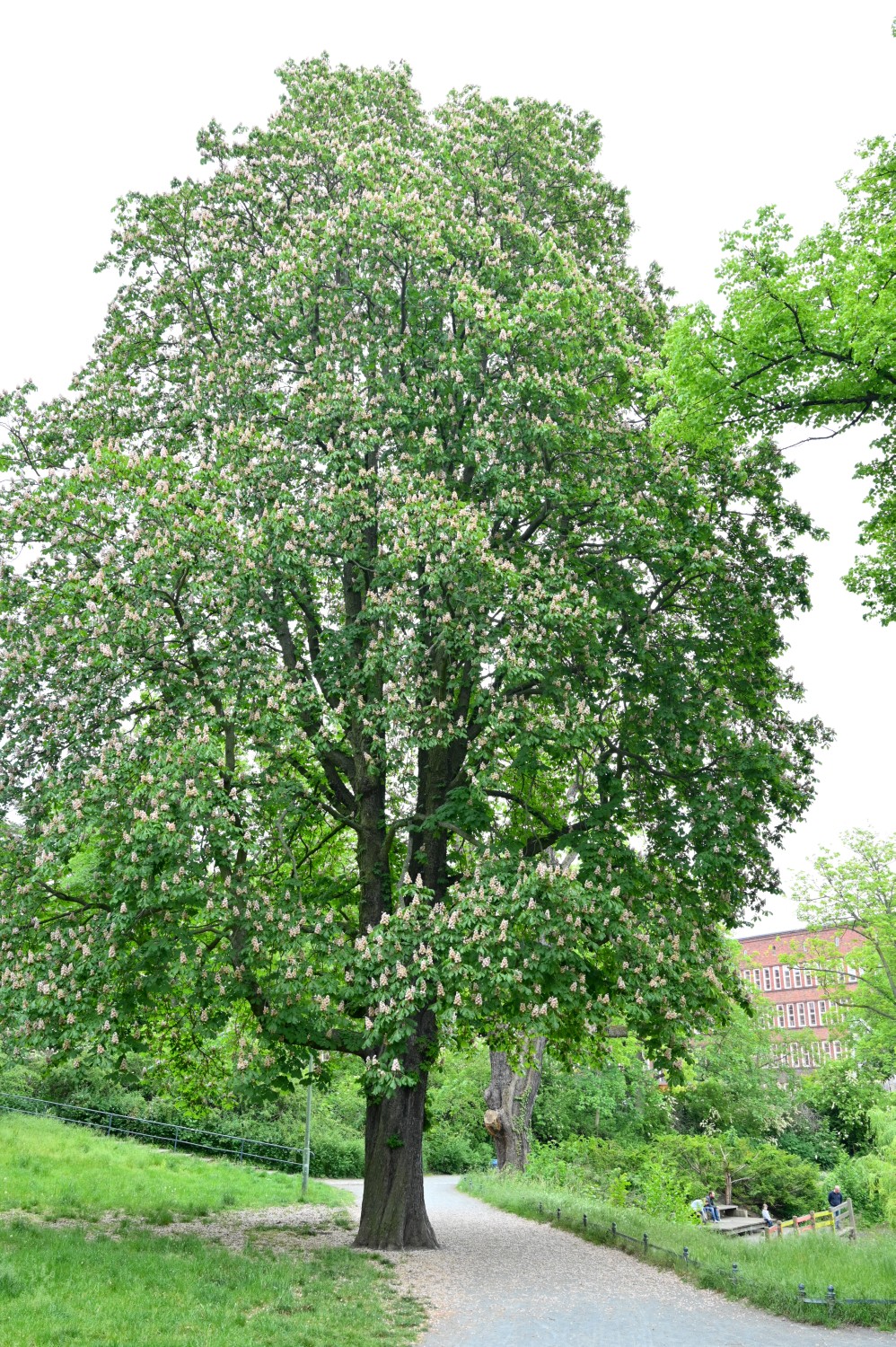 Aesculus hippocastanum 'Baumannii' - Berlin Weißensee - 2020