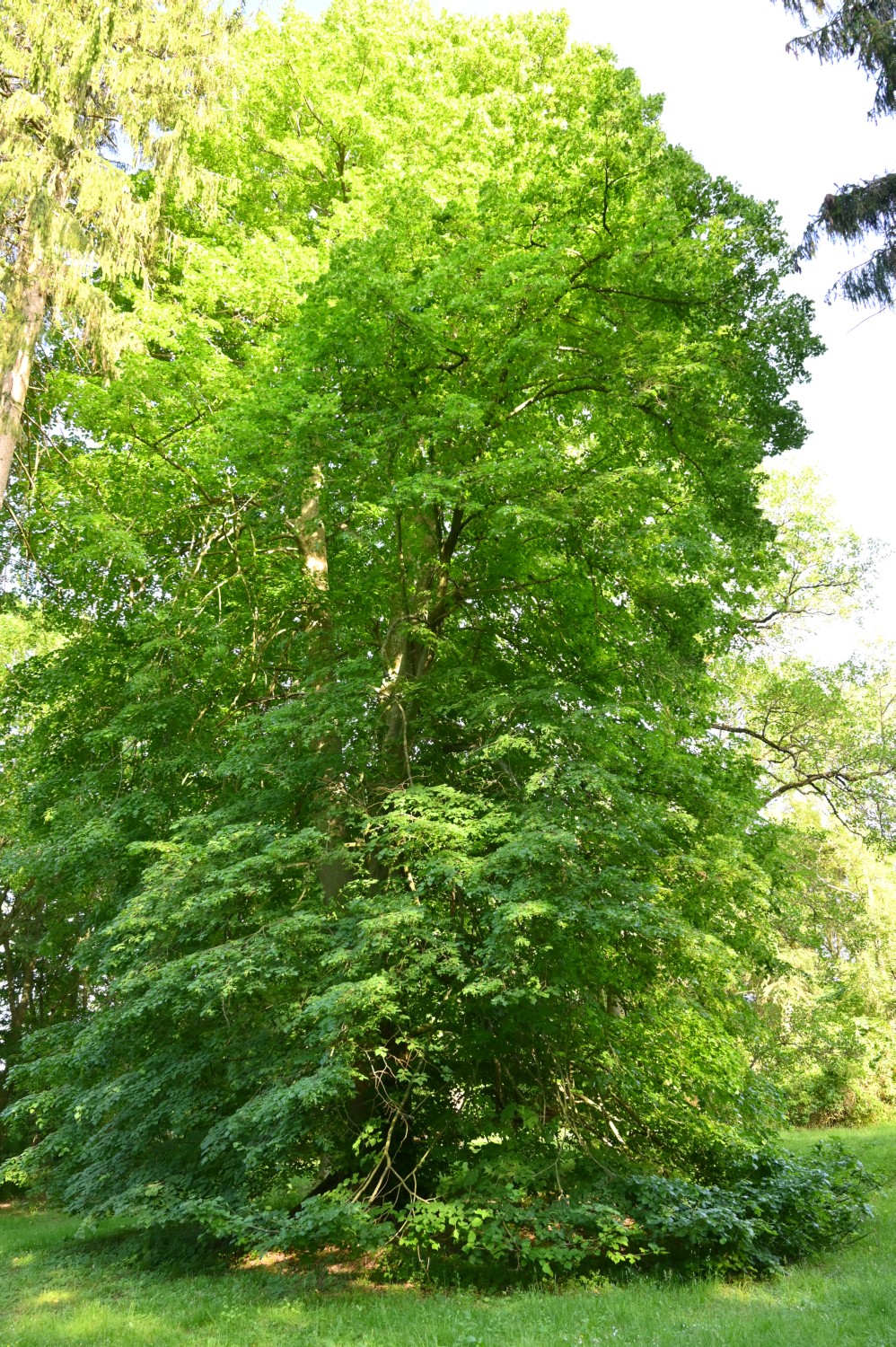 platyphyllos Tilia
